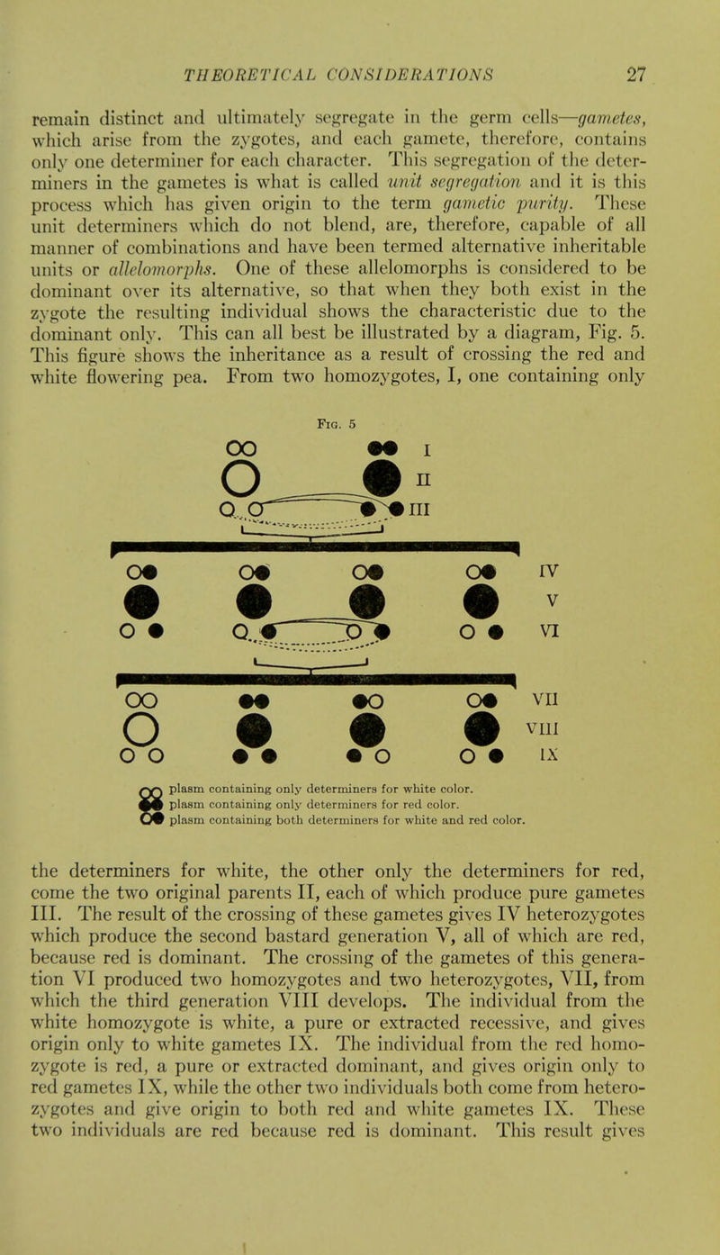remain distinct and ultimately segregate in the germ cells—gametes, which arise from the zygotes, and each gamete, therefore, contains only one determiner for each character. This segregation of the deter- miners in the gametes is what is called unit segregation and it is this process which has given origin to the term gametic purity. These unit determiners which do not blend, are, therefore, capable of all manner of combinations and have been termed alternative inheritable units or allelomorphs. One of these allelomorphs is considered to be dominant over its alternative, so that when they both exist in the zygote the resulting individual shows the characteristic due to the dominant only. This can all best be illustrated by a diagram, Fig. 5. This figure shows the inheritance as a result of crossing the red and white flowering pea. From two homozygotes, I, one containing only Fig. 5 <D# 0# <D# 0# IV V oo m #o cm vii O • • • ™ oo • • • o o • ix 8 plasm containing only determiners for white color. plasm containing only determiners for red color. plasm containing both determiners for white and red color. the determiners for white, the other only the determiners for red, come the two original parents II, each of which produce pure gametes III. The result of the crossing of these gametes gives IV heterozygotes which produce the second bastard generation V, all of which are red, because red is dominant. The crossing of the gametes of this genera- tion VI produced two homozygotes and two heterozygotes, VII, from which the third generation VIII develops. The individual from the white homozygote is white, a pure or extracted recessive, and gives origin only to white gametes IX. The individual from the red homo- zygote is red, a pure or extracted dominant, and gives origin only to red gametes IX, while the other two individuals both come from hetero- zygotes and give origin to both red and white gametes IX. These two individuals are red because red is dominant. This result gives