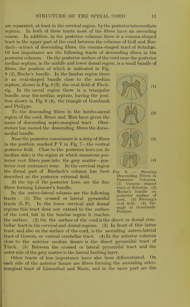 are separated, at least in the cervical region, by the posterior intermediate septum. In both of these tracts most of the fibres have an ascending course. In addition, in the posterior columns there is a comma-shaped tract in the upper part of the cord between the columns of Goll and Bur- dach—a tract of descending fibres, the comma-shaped tract of Schultze. Of less importance are the following tracts of descending fibres in the posterior columns. On the posterior surface of the cord near the posterior median septum, in the middle and lower dorsal region, is a small bundle of fibres, the position of which is indicated in Fig. 8 (2), Hoche's bundle. In the lumbar region there is an oval-shaped bundle close to the median septum, shown in Fig. 8 (3), the oval field of Flech- sig. In the sacral region there is a triangular bundle, near the median septum, having the posi- tion shown in Fig. 8 (4), the triangle of Gombault and Philippe. To the descending fibres in the lumbo-sacral region of the cord, Bruce and Muir have given the name of descending septo-marginal tract. Ober- steiner has named the descending fibres the dorso- medial bundle. Near the posterior commissure is a strip of fibres in the position marked P V in Fig. 7—the ventral posterior field. Close to the posterior horn (on its median side) is the region at which numerous pos- terior root fibres pass into the grey matter—pos- terior root (entrance) zone. In the cervical region the dorsal part of Burdach's column has been described as the posterior external field. At the tip of the posterior horn are the fine fibres forming Lissauer's bundle. In the antero-lateral columns are the following tracts : (1) The crossed or lateral pyramidal tracts (L P). In the lower cervical and dorsal regions this tract does not extend to the surface of the cord, but in the lumbar region it reaches the surface. (2) On the surface of the cord is the direct or dorsal cere- bellar tract in the cervical and dorsal regions. (3) In front of this latter tract, and also on the surface of the cord, is the ascending antero-lateral tract of Gowers, or ventral cerebellar tract. (4) In the anterior columns close to the anterior median fissure is the direct pyramidal tract of Tiirck. (5) Between the crossed or lateral pyramidal tract and the outer side of the grey matter is the lateral limiting layer. Other tracts of less importance have also been differentiated. On each side of the anterior fissure are fibres forming the ascending sulco- marginal tract of Lowenthal and Marie, and in the same part are the Fig. 8. — Showing Descending Fibres in Posterior Columns. (1) Comma - shaped tract of Schultze. (2) Hoche's bundle on posterior surface of cord. (3) Flechsig's oval field. (4) Tri- angle of Gombault- Philippe.