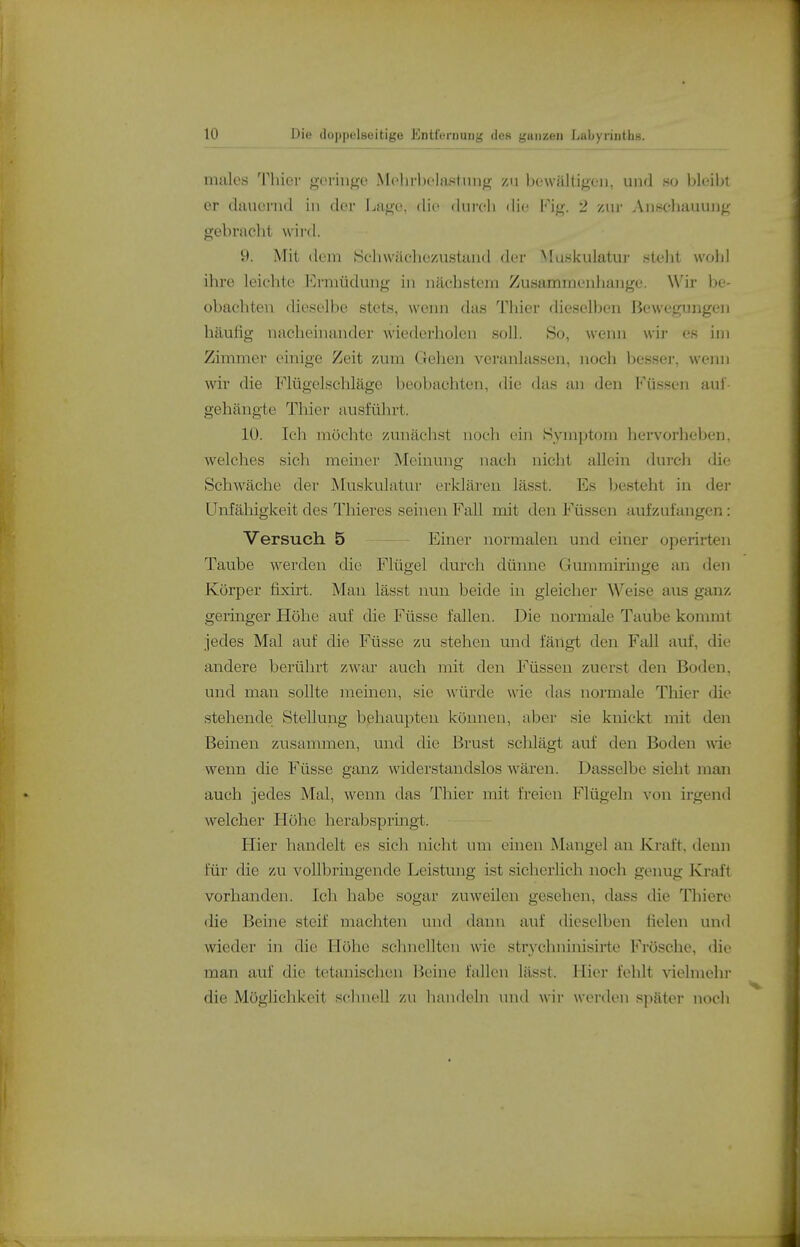 males 'riiiev goriuge Molirbolastung /m bewältigen, und bleibt er dauernd in der Lage, die dureli die Fig. 2 zur Anschauung gebracht wird. 9. Mit dem Schwächezustand der Muskulatui- steht wohl ihre leichte Ermüdung in nächstem Zusammenliange. \Vir be- obachten dieselbe stets, wenn das Thier dieselben Bewegungen häufig nacheinander wiederholen soll. So, wenn wii- es im Zimmer einige Zeit 7A\m Gehen veranlassen, noch besser, wenn wir die Flügelschläge beobachten, die das an den Füssen aul- gehängte Thier ausführt. lÜ. Ich möchte zunächst noch ein Symptom hervorheben, welches sich meiner Meinung nach nicht allein durch die Schwäche der Muskulatur erklären lässt. Es besteht in der ünfäliigkeit des Thieres seinen Fall mit den i'^üssen aufzufangen: Versuch 5 Einer normalen und einer operirten Taube werden die Flügel durch dünne Gmnmiringe an den Körper fixirt. Man lässt imn beide in gleicher Weise aus ganz geringer Höhe auf die Füsse fallen. Die normale Taube kommt jedes Mal auf die Füsse zu stehen und fäiigt den Fall auf, die andere berührt zwar auch mit den Füssen zuerst den Boden, und man sollte meinen, sie würde wie das normale Tliier die stellende Stellung behaupten können, aber sie knickt mit den Beinen zusammen, und die Brust schlägt auf den Boden wie wenn die Füsse ganz widerstandslos wären. Dasselbe sieht man auch jedes Mal, wenn das Thier mit freien Flügeln von irgend welcher Höhe herabspringt. Hier handelt es sich nicht um einen Maugel au Kraft, demi für die zu vollbringende Leistung ist sicherlich noch genug Kraft vorhanden. Ich habe sogar zuweilen gesehen, dass die Thiere die Beine steif machten und dann auf dieselben fielen und wieder in die Höhe sclmellten wie strychninisirte Frösche, die man auf die tetanischen Beine fallen lässt. Hier felilt Aaelmehr die Möglichkeit sehnell zu hanileln und wir werden später noch
