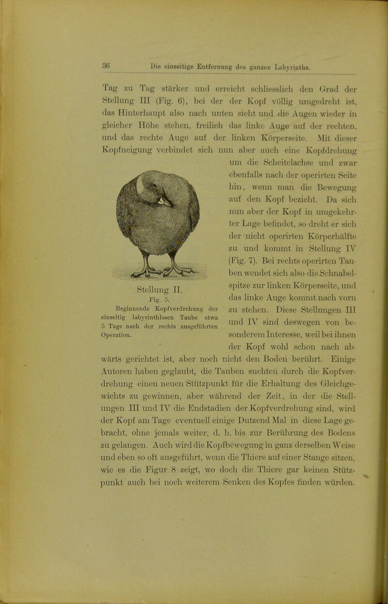 86 Tag -/Ax Tilg stärker und ei-reiclit schliesslicli den Gi-ad der Stellung III (Fig. 6), bei der der Kopf völlig umgedreht ist, das Hinterhaupt also nach unten sieht und die Augen wieder in gleicher Hoho stehen, freilich das linke Auge auf der rechten, und das rechte Auge auf der linken Korperseite. Mit dieser Kopfneigung verbindet sich nun aber auch eine Kopfdrehung Beginnende Kopf Verdrehung der zu Stehen. Diese Stellungen EI einseitig labyrinthlosen Taube etwa n ttt • i n i wärts gerichtet ist, aber noch nicht den Boden berührt. Einige Autoren haben geglaubt^ die Tauben suchten diu*ch die Kopfver- drehung einen neuen Stützpunkt für die Erhaltung des Gleichge- wichts zu gewinnen, aber während der Zeit, in der die Stell- ungen m und IV die Endstadien der Kopfverdrehung sind, wird der Kopf am Tage eventuell einige Dutzend Mal in diese Lage ge- bracht, ohne jemals weiter, d. h. bis zur Berührung des Bodens zu gelangen. Auch wird die Kopfbewegung in ganz derselben Weise und eben so oft ausgeführt, wenn die Thiere auf einer Stange sitzen, wie es die Figur 8 zeigt, wo doch die Thiere gar keinen Stütz- punkt auch bei noch weiterem Senken des Kopfes finden A\ürden. Stellung II. Fig. 5. um die Scheitclachse und zwar ebenfalls nach der operirten Seite hin, wenn man die Bewegung auf den Kopf bezieht. Da sich nun aber der Kopf in umgekehr- ter Lage befindet, so dreht er sich der-nicht operirten Körperhälfte zu und kommt in Stellung IV (Fig. 7). Bei rechts operirten Tau- ben wendet sich also die Schnabel- spitze zur linken Körperseite, und das linke Auge kommt nach vorn 5 Tage nach der rechts ausgeführten Operation. und IV sind deswegen von be- sonderem Interesse, weil bei ilmen der Kopf wohl schon nach ab-