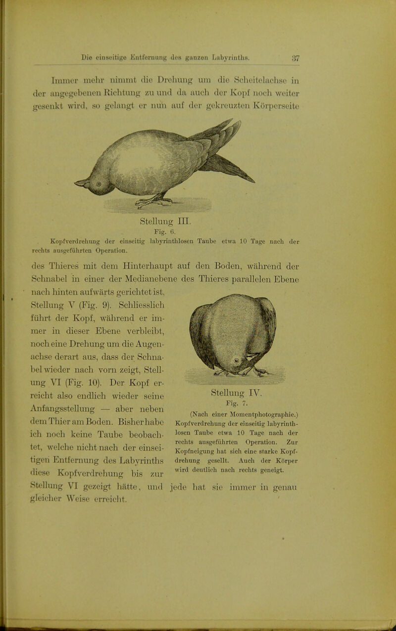 ■tl Tmiuor mehr uinimt tlie Drehung um die Scheitelachse in der angegebenen Richtung zu und da auch der Kopi noch weiter gesenkt wird, so gelangt er nun auf der gekreuzten Körporseite Stellung III. Fig. 6. Kopfverdrehuug der einseitig labyrinthlosen Taube etwa 10 Tage nach der rechts ausgeführten Operation. des Tliieres mit dem Hinterhaupt auf den Boden, wälirend der Schnabel in einer der Medianebene des Thieres parallelen Ebene nach hinten aufwärts gerichtet ist, Stellung V (Fig. 9). ScWiesslich führt der Kopf, während er im- mer in dieser Ebene verbleibt, noch eine Drehung um die Augen- achse derart aus, dass der Schna- bel wieder nach vorn zeigt, Stell- ung VI (Fig. 10). Der Kopf er- reicht also endlich wieder seine AnfangssteUung — aber neben dem Thier am Boden. Bisherhabe ich noch keine Taube beobach- tet, welche nicht nach der einsei- tigen Entfernung des Labyrinths SteUung IV. Fig. 7. (Nach einer Momentphotographie.) Kopfverdrehung der einseitig labj'rinth- losen Taube etwa 10 Tage nach der rechts ausgeführten Operation. Zur Kopfneigung liat sich eine starke Kopf- drehung gesellt. Auch der Körper wird deutlich nach rechts geneigt. diese Kopfverdrehung bis zur Stellung VI gezeigt hätte, und jede hat sie immer in genau gleicher Weise erreiclit.