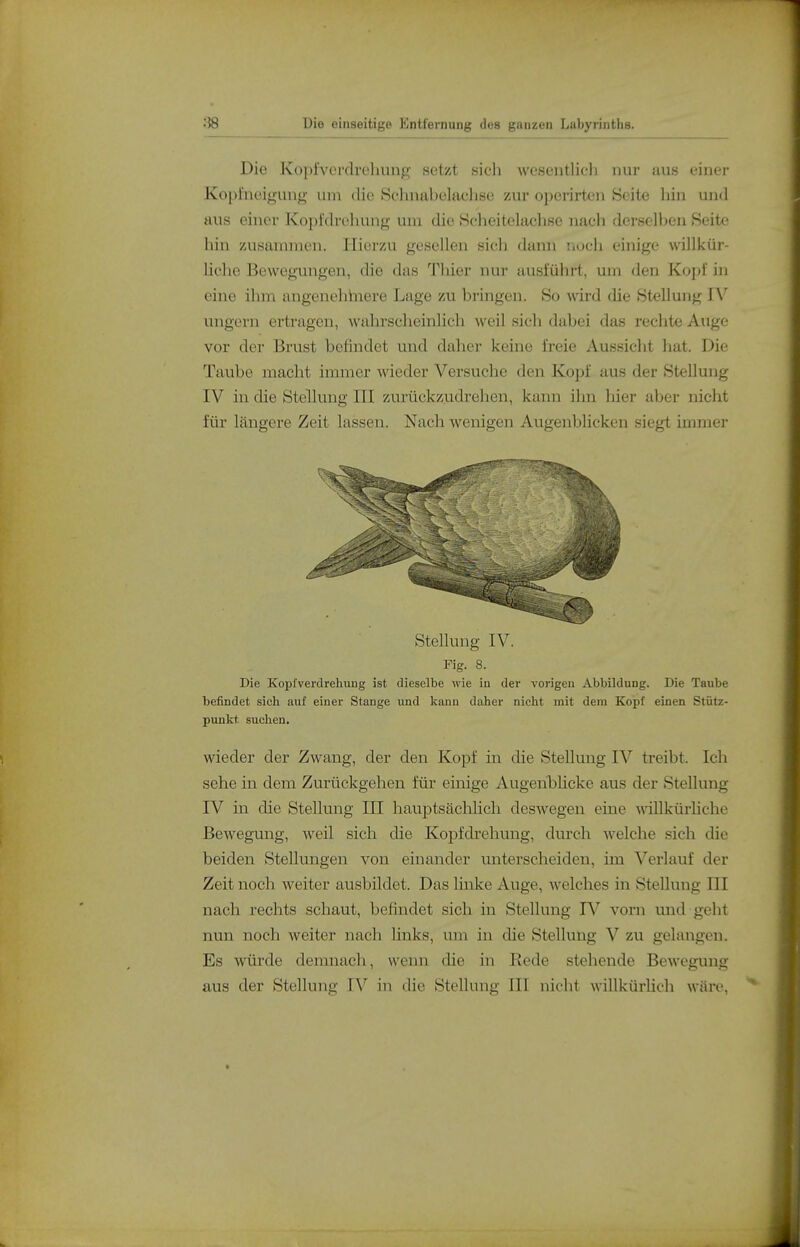 Die Kopfv^erdrehung setzt sich wesentlicli nur aus einer Kopfneigung um die Schnabelachse zur oporirten Seite hin und aus einer Kopfdreliung um die Sclieitelaclise nach dei'selben Seite hin zusammen. Hierzu gesellen sich dann nuch einige willkür- liche Bewegungen, die das Thier nur ausführt, um den Kopf in eine ihm angenehlnere Lage zu bringen. So wird die Stellung IV ungern ertragen, wahrscheinlich weil sich dabei das rechte Auge vor der Brust befindet und daher keine freie Aussicht hat. Die Taube macht immer wieder Versuche den Kopf aus der Stellung IV in die Stellung III zurückzudrehen, kann ihn hier aber nicht für längere Zeit lassen. Nach wenigen Axigenblicken siegt immer Stellung IV. Fig. 8. Die Kopfverdrehimg ist dieselbe wie in der vorigen Abbildung. Die Taube befindet sich auf einer Stange und kann daher nicht mit dem Kopf einen Stütz- punkt suchen. wieder der Zwang, der den Kopf in die Stellung IV treibt. Ich sehe in dem Zurückgehen für einige Augenbhcke aus der Stellung IV in die Stellung III hauptsächlich deswegen eine willkürliche Bewegung, weil sich die Kopfdrehung, durch welche sich die beiden Stellungen von einander unterscheiden, im Verlauf der Zeit noch weiter ausbildet. Das linke Auge, welches in Stellung HI nach rechts schaut, befindet sich in Stellung IV vorn mid geht nun noch weiter nach links, um in die Stellung V zu gelangen. Es würde demnach, wenn die in Rede stehende Bewegung