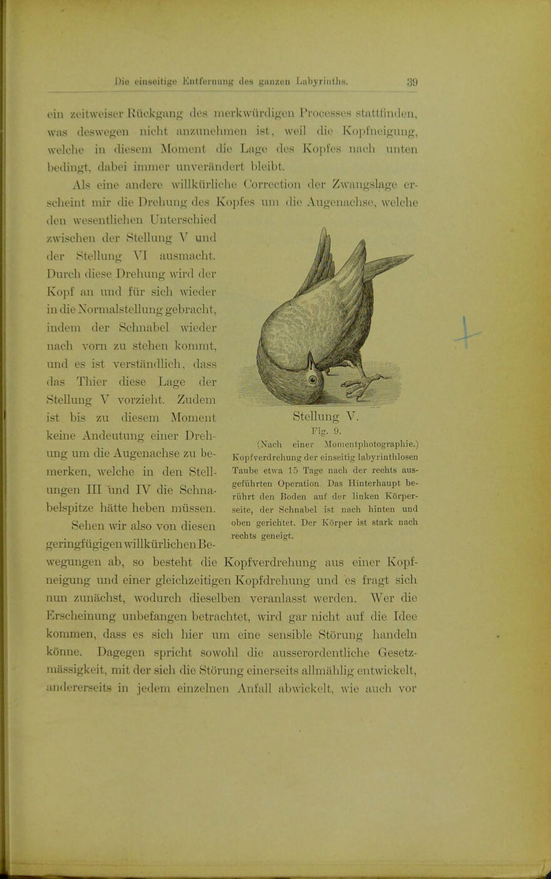 i'in zi'itweisor Kückgang dos merkwüriligeu Pfoccsses stattliiulen, was deswegen nicht an/.unelnnen ist, weil die Kopt'neigung, welche in diesem >[oment die Lage des Kopfes nadi uwiou bedingt, dabei immer unverändert bleibt. Als eine andere willkürliche Correetion der Zwaugskge er- scheint mir die Drehung des Kopfes um (he Augenaclise, welche den wesentlichen Unterschied /wischen der Stellung V und der Stellung VI ausmacht. Durch diese Drelunig wird der Kopf an und für sich wieder in che Normalstellung gebracht, indem der Sclmabel wieder nach vorn /u stehen kommt, und es ist verständlich, dass das Thier chese Lage der Stellung V vorzieht. Zudem ist bis zu diesem Moment keine Andeutung einer Dreh- ung um die Augenachse zu be- merken, welche in den Stell- ungen in und IV die Schna- belspitze hätte heben müssen. Sehen wir also von diesen Stellung V. Fig. 9. (Xacli einer Jloinunlpliotographie.) Kopfverdrehuug der einseitig liibyriuthlosen Taube etwa 15 Tage iiacli der rechts aus- geführten Operation. Das Iiiuterhaupt be- rührt den Boden auf der linken Körper- seite, der Schnabel i.st nach hinten und oben gerichtet. Der Körper ist stark nach • • -III ■•VI -r. geneigt. genngiugigen wnikurhcheu Be- wegungen ab, so besteht die Kopfverdrehung aus einer Kopf- neigimg und einer gleichzeitigen Kopfdrehung und es fragt sich nun zunächst, wodurch dieselben veranlasst werden. Wer die Erscheinung unbefangen betrachtet, wird gar nicht tiuf die Idee kommen, dass es sich hier um eine sensible Störung handeln könne. Dagegen spricht sowohl die ausserordentliche Gesetz- mässigkeit, mit der sich die Störung einerseits allmählig entwickelt, andererseits in jedem einzelnen Anfall abwickelt, wie auch vor