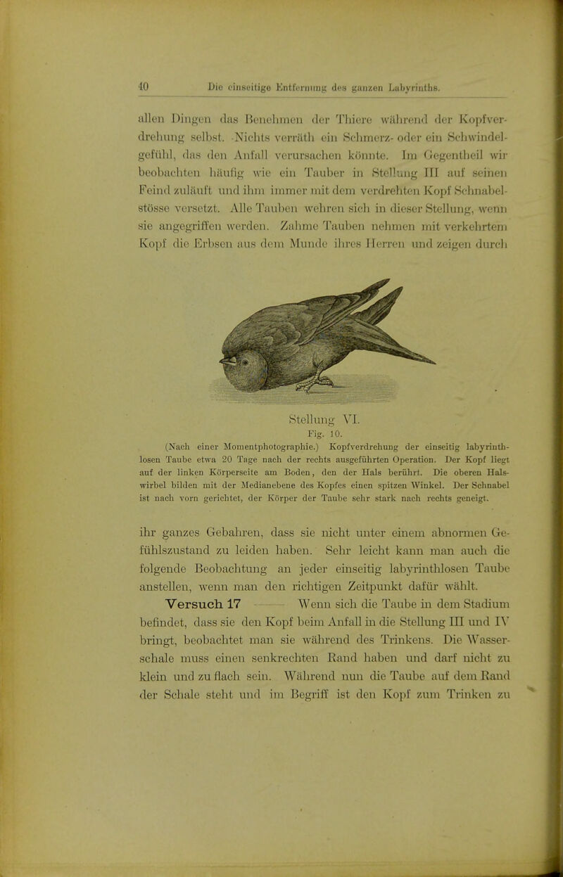 allen Dingen das Benehmen der Thiere während der Kopfver- drehung selbst. Nichts verräth ein Schmerz- oder ein Bchwindel- gefühl, das den Aniall verursachen könnte. Im Gegentheil wii- beobachten häufig wie ein Tauber in Stellung III auf seinen Feind zuläuft und ihm immer mit dem verdrehten Kopf Sclniabel- stösse versetzt. Alle Tauben wehren sich in dieser Stellung, wenn sie angegriffen werden. Zahme Tauben nehmen mit verkehrtem Kopf dio r{;rl)son aus d(Mn Munde ihres Herren und zeigen durch Stellung VI. Fig. iO. (Nach einer Momentphotographie.) Kopfverdrehung der einseitig labyrintli- loseu Taube etwa 20 Tage nach der rechts ausgeführten Operation. Der Kopf liegt auf der linken Körperseite am Boden, den der Hals berührt. Die oberen Hals- wirbel bilden mit der Medianebene des Kopfes einen spitzen Winkel. Der Schnabel ist nach vorn gerichtet, der Körper der Taube sehr stark nach rechts geneigt. ihr ganzes Gebahren, dass sie nicht unter einem abnormen Ge- fühlszustand zu leiden haben. Sehr leicht kann man auch die folgende Beobachtung an jeder einseitig labyrinthlosen Taube anstellen, wenn man den richtigen Zeitpunkt dafür wählt. Versuch 17 Wenn sich die Taube in dem Stadium befindet, dass sie den Kopf beim Anfall m die Stellung III und lY bringt, beobachtet man sie während des Ti-inkens. Die AVasser- schale muss einen senkrechten Rand haben und darf nicht zu klein und zu flach sein. Während nun die Taube auf dem Ra,nd der Schale steht und im Begriff ist den Kopf zum Trinken zu