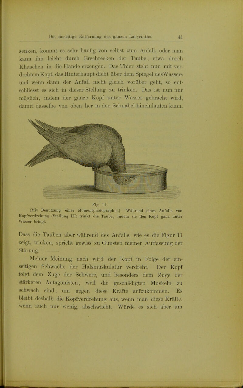 senken, kommt es sehr häutig von selbst zum Ani'all, oder man kann ihn leicht durch Ersehrecken der Taube, etwa durch Klatschen in die Hände er/eugen. Das Thier steht nun mit ver- drehtem Kopf, das Hhiterhaupt dicht über dem Spiegel desWassers und wenn dann der Anfall nicht gleich vorüber geht, so ent- schliesst es sich in dieser Stellung zu trinken. Das ist nun imr möglich, indem der ganze Kopf unter Wasser gebracht wird, damit dasselbe von oben her in den Schnabel hineinlaufen kann. Fig. 11. (Mit Benutzung einer Momentphotogrnphie.) Während eines Aufalls von Kopf Verdrehung (Stellung III) trinkt die Taube, indem sie den Kopf ganz unter Wasser bringt. Dass die Tauhen aber während des Anfalls, wie es die Figur 11 zeigt, trinken, spricht gewiss zu Gunsten meiner Auffassung der Störung. Meiner Meinung nach wird der Kopf in Folge der ein- seitigen Schwäche der Halsmuskulatur verdreht. Der Kopf folgt dem Zuge der Schwere, und besonders dem Zuge der stärkeren Antagonisten, weil die geschädigten Muskeln zu schwach sind, um gegen diese Kräfte aufzukommen. Es bleibt deshalb die Kopfverdrehung aus, wenn man diese Kräfte, wenn auch nur wenig, abschwächt. Würde es sich aber um