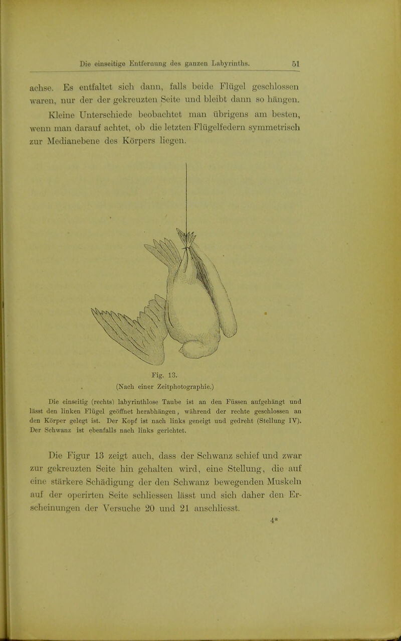 achse. Es entfaltet sich dann, falls beide Flügel geschlossen waren, nur der der gekreuzten Seite und bleibt dann so hängen. Ivleine Unterschiede beobachtet man übrigens am besten, wenn man darauf achtet, ob die letzten Flügelfedern symmetrisch zur Medianebene des Körpers liegen. Fig. 13. (Nach einer Zeitphotographie.) Die einseitig (rechts) labyrinthlose Taube ist an den Füssen aufgeliängt und lässt den linken Flügel geöflFnet herabhängen, während der rechte geschlossen an den Körper gelegt ist. Der Kopf ist nach links geneigt und gedreht (Stellung IV). Der Schwanz ist ebenfalls nach links gerichtet. Die Figur 13 zeigt auch, dass der Schwanz scMef und zwar zur gekreuzten Seite hin gehalten wird, eine Stellung, die auf eine stärkere Schädigung der den Schwanz bewegenden Muskeln auf der operirten Seite schliesseii lässt und sich daher den Er- scheinungen der Versuche 20 und 21 anschüesst. 4*