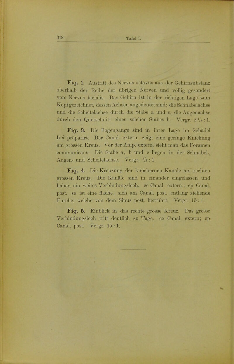 Fig. 1. Austritt des Nervus octavus aus der Gehirusubstauz oberhalb der I^oihe der übrigen Nerven und völlig gesondert vom Nervus facialis. Das Geldrn ist in der richtigen Lage zum Kopf gezeichnet, dessen Achsen angedeutet sind; die Schnabelachse und die Scheitelachse durch die Stäbe a und c, die Augenachse durch den Querschnitt eines solchen Stabes b. Vergr. 2^/4:1. Fig. 3. Die Bogengänge sind in ihrer Lage im Schädel frei präparirt. Der Canal. extern, zeigt eine geringe Knickimg am grossen Kreuz. Vor der Amp. extern, sieht man das Foramen communicans. Die Stäbe a, b und c liegen in der Schnabel-, Augen- und Scheitelachse. Vergr. : 1. Fig. 4. Die Ki-euzung der knöchernen Kanäle am. rechten grossen Kreuz. Die Kanäle sind in einander eingelassen und haben ein weites Verbindungsloch, ce Canal. extern.; cp Canal. post. se ist eine flache, sich am Canal. post. entlang ziehende Furche, welche von dem Sinus post. herrührt. Vergr. 15 :1. Fig. 5. Einbhck in das rechte grosse Kreuz. Das grosse Verbindungsloch tritt deutlich zu Tage, ce Canal. extern; cp Canal. post. Vergr. 15 : 1.