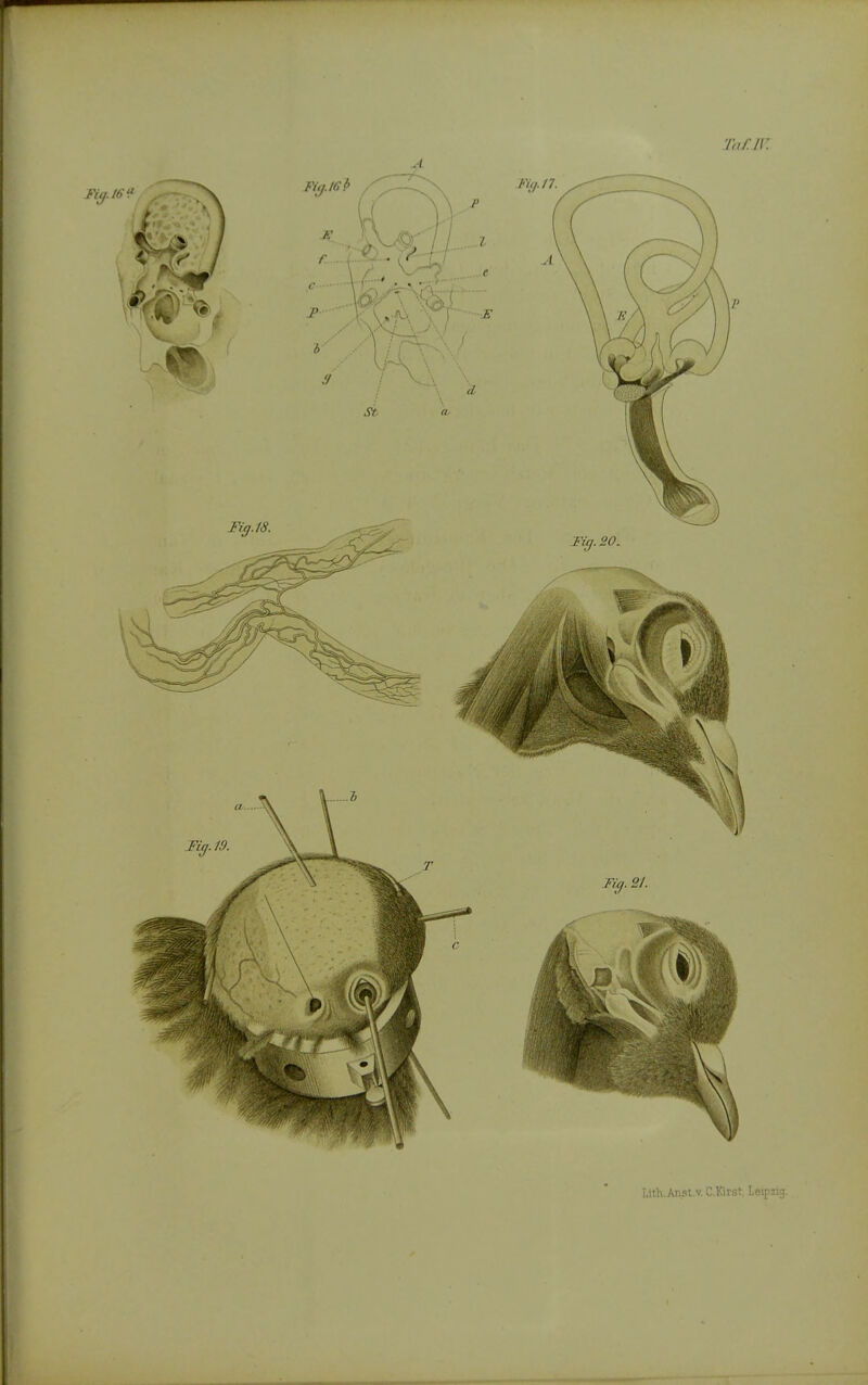 '/;//•//: Llth.An3t.v, C.Ktst, Leipzig.