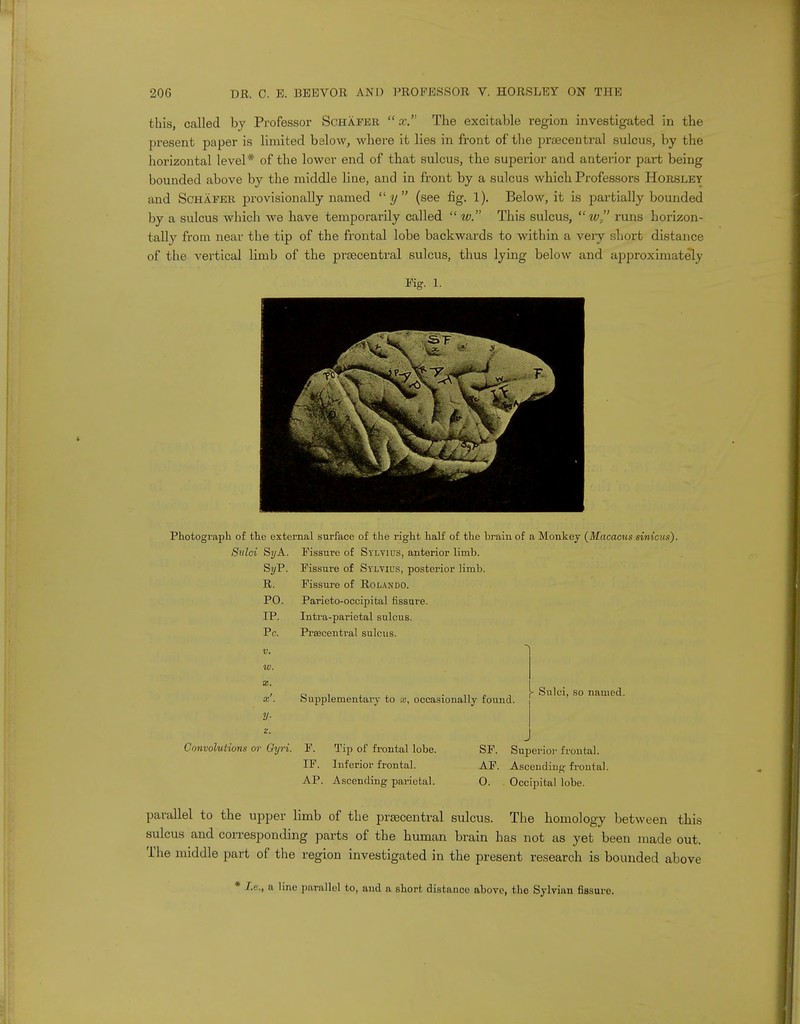 this, called by Professor Schafer  x. The excitable region investigated in the present paper is limited below, where it lies in front of the prsecentral sulcus, by the horizontal level* of the lower end of that sulcus, the superior and anterior part being bounded above by the middle line, and in front by a sulcus which Professors Horsley and Schafer provisionally named y (see fig. 1). Below.it is partially bounded by a sulcus which we have temporarily called  w. This sulcus,  w, runs horizon- tally from near the tip of the frontal lobe backwards to within a very short distance of the vertical limb of the prsecentral sulcus, thus lying below and approximately Pig. 1. Photograph of the external surface of the right half of the brain of a Monkey (Macacus sinicus). Sulci Si/A. SyP. R. PO. IP. Pc. v. V). X. x'. y- z. Convolutions or Qyri. Fissure of Sylvius, anterior limb. Fissure of Sylvius, posterior limb. Fissure of Rolando. Parieto-occipital fissure. Intra-parietal sulcus. Prrecentral sulcus. Supplementary to x, occasionally found. ► Sulci, so named. F. Tip of frontal lobe. IF. Inferior frontal. AP. Ascending parietal. SF. Superior frontal. AF. Ascending frontal. O. Occipital lobe. parallel to the upper limb of the prsecentral sulcus. The homology between this sulcus and corresponding parts of the human brain has not as yet been made out. The middle part of the region investigated in the present research is bounded above * I.e., a line parallel to, and a short distance above, the Sylvian fissure.