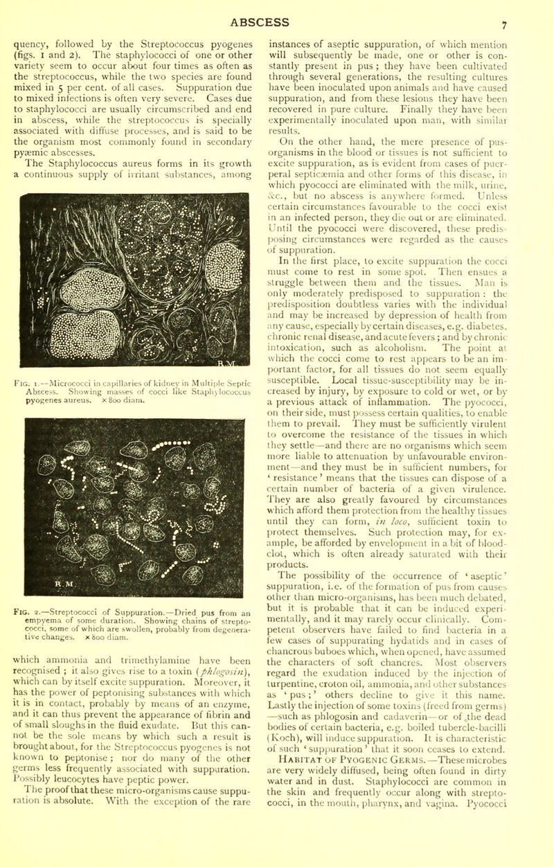 quency, followed by the Streptococcus pyogenes (figs. I and 2). The staphylococci of one or other variety seem to occur about four times as often as the streptococcus, while the two species are found mixed in 5 per cent, of all cases. Suppuration due to mixed infections is often very severe. Cases due to staphylococci are usually circumscribed and end in abscess, while the streptococcus is specially associated with diffuse processes, and is said to be the organism most commonly found in secondary pysemic abscesses. The Staphylococcus aureus forms in its growth a continuous supply of irritant substances, among Fig. I. — Micrococci in capillaries of kidney in Multiple .Septic Abscess. Showing masses of cocci like Staphylococcus pyogenes aureus. xSoodiam. Fig. 2.—Streptococci of Suppuration. — Dried pus from an empyema of some duration. Showing chains of strepto- cocci, some of which are swollen, probably from degenera- tive changes. xSoodiam. which ammonia and trimethylamine have been recognised ; it also gives rise to a toxin (phlogosin), which can by itself excite suppuration. Moreover, it has the power of peptonising substances with which it is in contact, probably by means of an enzyme, and it can thus prevent the appearance of fibrin and of small sloughs in the fluid exudate. But this can- not be the sole means by which such a result is brought about, for the Streptococcus pyogenes is not known to peptonise ; nor do many of the other germs less frequently associated with suppuration. Possibly leucocytes have peptic power. The proof that these micro-organisms cause suppu- ration is absolute. With the exception of the rare 7 instances of aseptic suppuration, of which mention will subsequently be made, one or other is con- stantly present in pus ; they have been cultivated through several generations, the resulting cultures have been inoculated upon animals and have caused suppuration, and from these lesions they have been recovered in pure culture. Finally they have been experimentally inoculated upon man, with similar results. On the other hand, the mere presence of pus- organisms in the blood or tissues is not sufficient to excite suppuration, as is evident from cases of puer- peral septicemia and other forms of this disease, in which pyococci are eliminated with the milk, urine, i;v:c., but no abscess is anywhere formed. Unless certain circumstances favourable to the cocci exist in an infected person, they die out or are eliminated. Until the pyococci were discovered, these predis- |josing circumstances were regarded as the causes of suppuration. In the first place, to excite suppuration the cocci nmst come to rest in some spot. Then ensues a struggle between them and the tissues. Man is only moderately predisposed to suppuration : the predisposition doubtless varies with the individual and may be increased by depression of health from any cause, especially by certain diseases, e.g. diabetes, chronic renal disease, and acute fevers ; and by chronic intoxication, such as alcoholism. The point at which the cocci come to rest appears to be an im- portant factor, for all tissues do not seem equall)- susceptible. Local tissue-susceptibility may be in- creased by injury, by exposure to cold or wet, or by a previous attack of inflammation. The pyococci, on their side, must possess certain qualities, to enable iheni to prevail. They must be sufficiently virulent to overcome the resistance of the tissues in which they settle—and there are no organisms which seem more liable to attenuation by unfavourable environ- ment—and they must be in sufficient numbers, for ' resistance ' means that the tissues can dispose of a certain number of bacteria of a given virulence. They are also greatly favoured by circumstances which afford them protection from the healthy tissues until they can form, in loco, sufficient toxin to protect themselves. Such protection may, for ex- ample, be afforded by envelopment in a bit of blood- clot, which is often already saturated with their products. The possibility of the occurrence of ' aseptic' suppuration, i.e. of the formation of pus from causes other than micro-organisms, has been much debated, but it is probable that it can be induced experi- mentally, and it may rarely occur clinically. Com- petent observers have failed to find bacteria in a few cases of suppurating hydatids and in cases of chancrous buboes which, when opened, have assumed the characters of soft chancres. Most observers regard the exudation induced by the injection of turpentine, croton oil, ammonia, and other substances as ' pus;' others decline to give it this name. Lastly the injection of some toxins (freed from germs) —such as phlogosin and cadaverin—or of .the dead bodies of certain bacteria, e.g. boiled tubercle-bacilli (Koch), will induce suppuration. It is characteristic of such ' supjiuration ' that it soon ceases to extend. Habitat of Pyogenic Germs.—Thesemicrobes are very widely diffused, being often found in dirty water and in dust. Staphylococci are common in the skin and frequently occur along with strepto- cocci, in the mouth, pharynx, and vagina. Pyococci