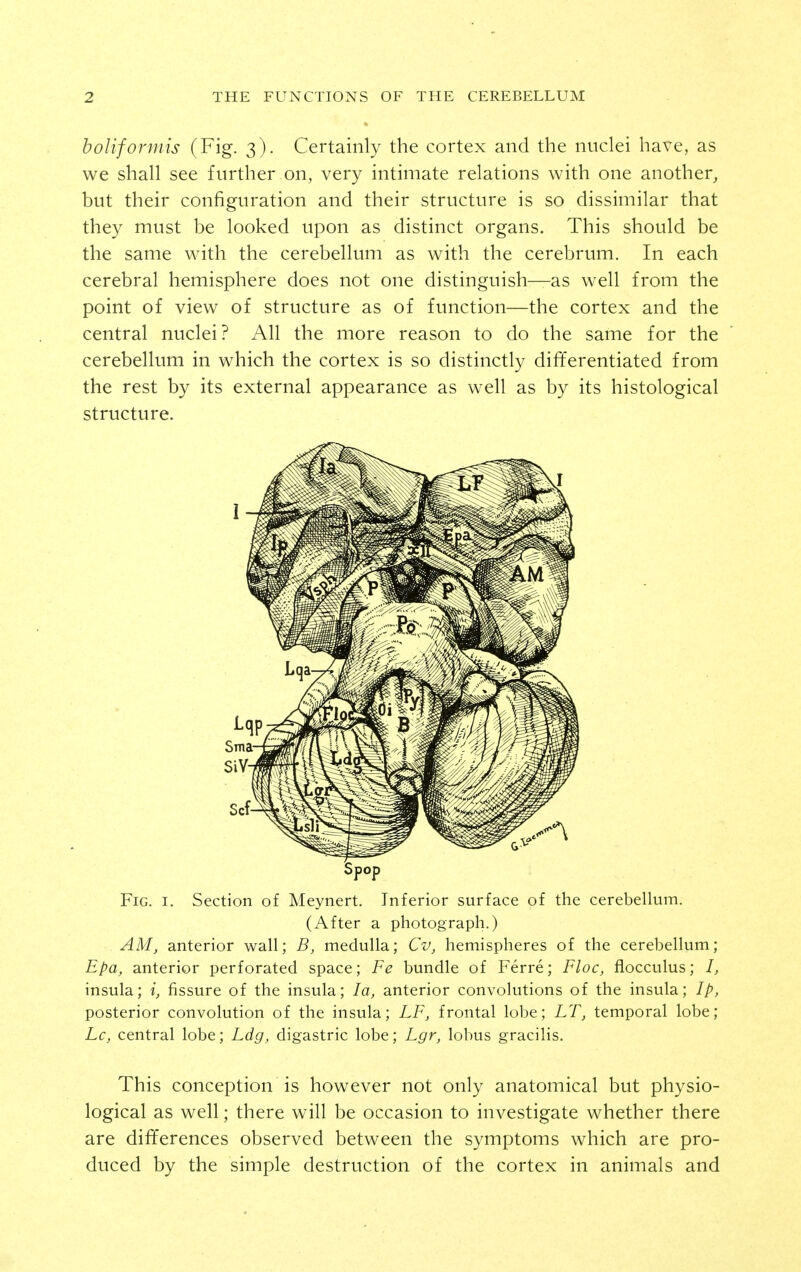 bolifonnis (Fig. 3). Certainly the cortex and the nuclei have, as we shall see further on, very intimate relations with one another, but their configuration and their structure is so dissimilar that they must be looked upon as distinct organs. This should be the same with the cerebellum as with the cerebrum. In each cerebral hemisphere does not one distinguish—as well from the point of view of structure as of function—the cortex and the central nuclei? All the more reason to do the same for the cerebellum in which the cortex is so distinctly differentiated from the rest by its external appearance as well as by its histological structure. Spop Fig. I. Section of Meynert. Inferior surface of the cerebellum. (After a photograph.) AM, anterior wall; B, medulla; Cv, hemispheres of the cerebellum; Epa, anterior perforated space; Fe bundle of Ferre; Floe, flocculus; I, insula; i, fissure of the insula; la, anterior convolutions of the insula; Ip, posterior convolution of the insula; LF, frontal lobe; LT, temporal lobe; Lc, central lobe; Ldg, digastric lobe; Lgr, lobus gracilis. This conception is however not only anatomical but physio- logical as well; there will be occasion to investigate whether there are dififerences observed between the symptoms which are pro- duced by the simple destruction of the cortex in animals and