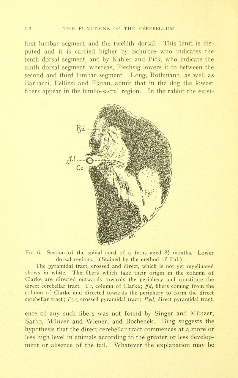 first lumbar segment and the twelfth dorsal. This limit is dis- puted and it is carried higher by Schultze who indicates the tenth dorsal segment, and by Kahler and Pick, who indicate the ninth dorsal segment, whereas, Flechsig lowers it to between the second and third lumbar segment. Long, Rothmann, as well as Barbacci, Pellizzi and Flatau, admit that in the dog the lowest fibers appear in the lumbo-sacral region. In the rabbit the exist- FiG. 6. Section of the spinal cord of a fetus aged 82 months. Lower dorsal regions. (Stained by the method of Pal.) The pyramidal tract, crossed and direct, which is not yet myelinated shows in white. The fibers which take their origin in the column of Clarke are directed outwards towards the periphery and constitute the direct cerebellar tract. Cc, column of Clarke; ffd, fibers coming from, the column of Clarke and directed towards the periphery to form the direct cerebellar tract; Pyc, crossed pyramidal tract; Pyd, direct pyramidal tract. ence of any such fibers was not found by Singer and Miinzer, Sarbo, Miinzer and Wiener, and Bochenek. Bing suggests the hypothesis that the direct cerebellar tract commences at a more or less high level in animals according to the greater or less develop- ment or absence of the tail. Whatever the explanation may be