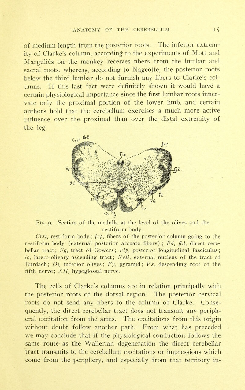 of medium length from the posterior roots. The inferior extrem- ity of Clarke's column, according to the experiments of Mott and Margulies on the monkey receives fibers from the lumbar and sacral roots, whereas, according to Nageotte, the posterior roots below the third lumbar do not furnish any fibers to Clarke's col- umns. If this last fact were definitely shown it would have a certain physiological importance since the first lumbar roots inner- vate only the proximal portion of the lower limb, and certain authors hold that the cerebellum exercises a much more active influence over the proximal than over the distal extremity of the leg. Fig. 9, Section of the medulla at the level of the olives and the restiform body. Crstj restiform body; fcp, fibers of the posterior column going to the restiform body (external posterior arcuate fibers) ; Fd, ffd, direct cere- bellar tract; Fg, tract of Gowers; Flp, posterior longitudinal fasciculus; lo, latero-olivary ascending tract; NeB, external nucleus of the tract of Burdach; Oi, inferior olives; Py, pyramid; Vs, descending root of the fifth nerve; XII, hypoglossal nerve. The cells of Clarke's columns are in relation principally with the posterior roots of the dorsal region. The posterior cervical roots do not send any fibers to the column of Clarke. Conse- quently, the direct cerebellar tract does not transmit any periph- eral excitation from the arms. The excitations from this origin without doubt follow another path. From what has preceded we may conclude that if the physiological conduction follows the same route as the Wallerian degeneration the direct cerebellar tract transmits to the cerebellum excitations or impressions which come from the periphery, and especially from that territory in-