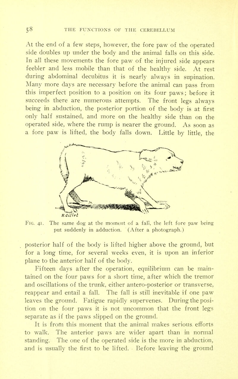 At the end of a few steps, however, the fore paw of the operated side doubles up under the body and the animal falls on this side. In all these movements the fore paw of the injured side appears feebler and less mobile than that of the healthy side. At rest during abdominal decubitus it is nearly always in supination. ]Many more days are necessary before the animal can pass from this imperfect position to a position on its four paws; before it succeeds there are numerous attempts. The front legs always being in abduction, the posterior portion of the body is at first only half sustained, and more on the healthy side than on the operated side, where the rump is nearer the ground. As soon as a fore paw is lifted, the body falls down. Little by little, the Fig. 41. The same dog at the moment of a fall, the left fore paw being put suddenly in adduction. (After a photograph.) posterior half of the body is lifted higher above the ground, but for a long time, for several weeks even, it is upon an inferior plane to the anterior half of the body. Fifteen days after the operation, equilibrium can be main- tained on the four paws for a short time, after which the tremor and oscillations of the trunk, either antero-posterior or transverse, reappear and entail a fall. The fall is still inevitable if one paw leaves the ground. Fatigue rapidly supervenes. During the posi- tion on the four paws it is not uncommon that the front legs separate as if the paws slipped on the ground. It is from this moment that the animal makes serious efforts to walk. The anterior paws are wider apart than in normal standing. The one of the operated side is the more in abduction, and is usually the first to be lifted. Before leaving the ground