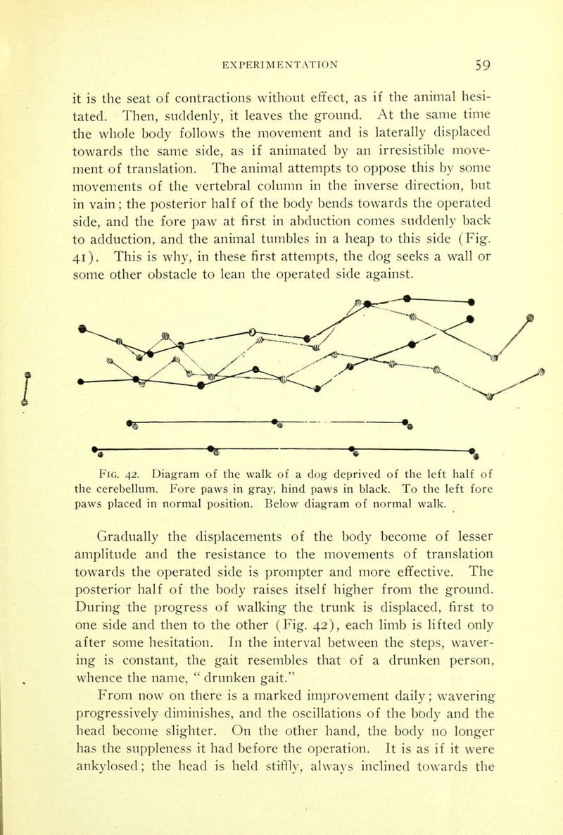 it is the seat of contractions without effect, as if the animal hesi- tated. Then, suddenly, it leaves the ground. At the same time the whole body follows the movement and is laterally displaced towards the same side, as if animated by an irresistible move- ment of translation. The animal attempts to oppose this by some movements of the vertebral column in the inverse direction, but in vain; the posterior half of the body bends towards the operated side, and the fore paw at first in abduction comes suddenly back to adduction, and the animal tumbles in a heap to this side (Fig. 41). This is why, in these first attempts, the dog seeks a wall or some other obstacle to lean the operated side against. Fig. 42. Diagram of the walk of a dog deprived of the left half of the cerebellum. Fore paws in gray, hind paws in black. To the left fore paws placed in normal position. Below diagram of normal walk. Gradually the displacements of the body become of lesser amplitude and the resistance to the movements of translation towards the operated side is prompter and more effective. The posterior half of the body raises itself higher from the ground. During the progress of walking the trunk is displaced, first to one side and then to the other (Fig. 42), each limb is lifted only after some hesitation. In the interval between the steps, waver- ing is constant, the gait resembles that of a drunken person, whence the name, drunken gait. From now on there is a marked improvement daily; wavering progressively diminishes, and the oscillations of the body and the head become slighter. On the other hand, the body no longer has the suppleness it had before the operation. It is as if it were ankylosed; the head is held stiffly, always inclined towards the