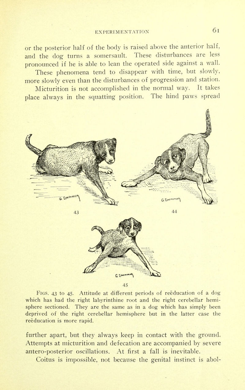 or the posterior half of the body is raised above the anterior half, and the dog turns a somersault. These disturbances are less pronounced if he is able to lean the operated side against a wall. These phenomena tend to disappear with time, but slowly, more slowly even than the disturbances of progression and station. Micturition is not accomplished in the normal way. It takes place always in the squatting position. The hind paws spread 45 Figs. 43 to 45. Attitude at different periods of reeducation of a dog which has had the right labyrinthine root and the right cerebellar hemi- sphere sectioned. They are the same as in a dog which has simply been deprived of the right cerebellar hemisphere but in the latter case the reeducation is more rapid. further apart, but they always keep in contact with the ground. Attempts at micturition and defecation are accompanied by severe antero-posterior oscillations. At first a fall is inevitable. Coitus is impossible, not because the genital instinct is abol-
