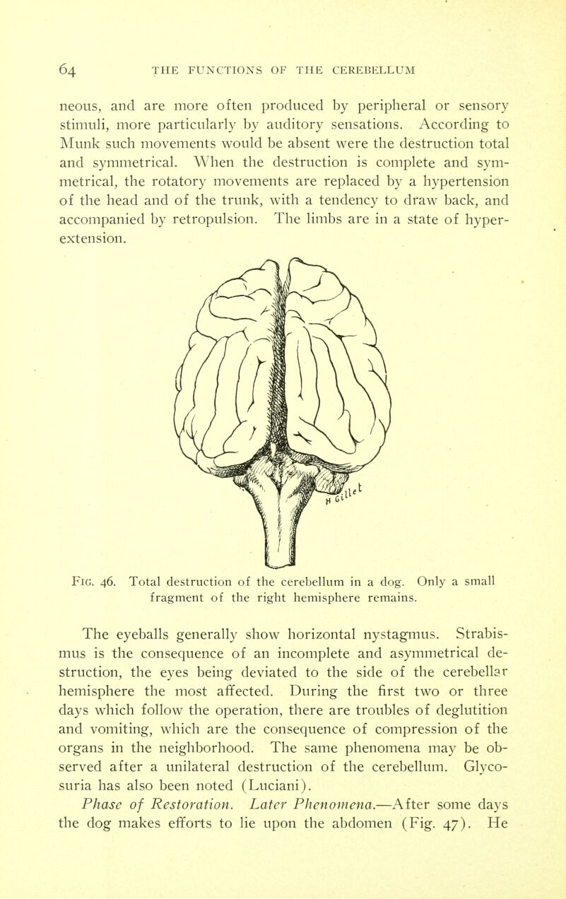 neous, and are more often produced by peripheral or sensory stimuli, more particularly by auditory sensations. According to Munk such movements would be absent were the destruction total and symmetrical. When the destruction is complete and sym- metrical, the rotatory movements are replaced by a hypertension of the head and of the trunk, with a tendency to draw back, and accompanied by retropulsion. The limbs are in a state of hyper- extension. Fig. 46. Total destruction of the cerebellum in a dog. Only a small fragment of the right hemisphere remains. The eyeballs generally show horizontal nystagmus. Strabis- mus is the consequence of an incomplete and asymmetrical de- struction, the eyes being deviated to the side of the cerebellar hemisphere the most affected. During the first two or three days which follow the operation, there are troubles of deglutition and vomiting, which are the consequence of compression of the organs in the neighborhood. The same phenomena may be ob- served after a unilateral destruction of the cerebellum. Glyco- suria has also been noted (Luciani). Phase of Restoration. Later Phenomena.—After some days the dog makes efforts to lie upon the abdomen (Fig. 47). He