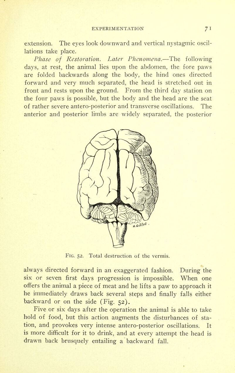 extension. The eyes look downward and vertical nystagmic oscil- lations take place. Phase of Restoration. Later Phenomena.—The following days, at rest, the animal lies upon the abdomen, the fore paws are folded backwards along the body, the hind ones directed forward and very much separated, the head is stretched out in front and rests upon the ground. From the third day station on the four paws is possible, but the body and the head are the seat of rather severe antero-posterior and transverse oscillations. The anterior and posterior limbs are widely separated, the posterior Fig. 52. Total destruction of the vermis. always directed forward in an exaggerated fashion. During the six or seven first days progression is impossible. When one offers the animal a piece of meat and he lifts a paw to approach it he immediately draws back several steps and finally falls either backward or on the side (Fig. 52). Five or six days after the operation the animal is able to take hold of food, but this action augments the disturbances of sta- tion, and provokes very intense antero-posterior oscillations. It is more difficult for it to drink, and at every attempt the head is drawn back brusquely entailing a backward fall.