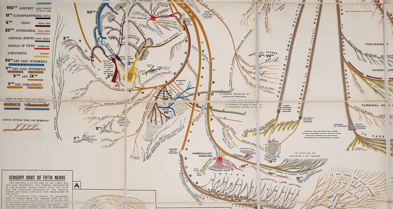 IXth GLOSSOPHARYNGEAL purple Xth VAGUS brick red XII™ HYPOGLOSSAL pale pink CERVICAL NERVES dark green GANGLIA OF FIFTH vermilion SYMPATHETIC yellow VIIth AND PARS INTERMEDIA ■■■■■■■ | Vth AND PARS INTERMEDIA Vth AND IX™ V™ AND SYMPATHETIC 1 \ \ \ -^aB>r SENSORY ROOT OF FIFTH NERVE THIS DRAWING IS AN EPITOME OF THE LARGE MAP, AND ALSO REPRESENTS THE SENSORY DISTRIBUTION OF THE OCCIPITAL NERVES WHICH, WITH THE FIFTH AND THE AURICULAR BRANCHES OF THE CERVICAL PLEXUS AND VAGUS, COMPLETE THE INNERVATION OF THE SCALP. TO ILLUSTRATE THE THEORY OF REFERRED PAIN, IT TRACES BACK THE SENSORY ROOT OF THE IN THE PONS VAROLII AND MEDULLA OBLONGATA. THIS SENSORY NUCLEUS EXTENDS FROM THE KNEE-SHAPED