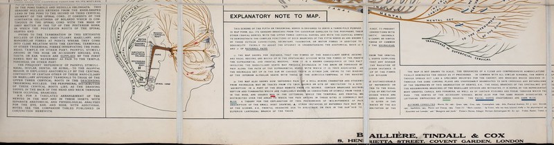IN THE PONS VAROLII AND MEDULLA OBLONGATA. THIS SENSORY NUCLEUS EXTENDS FROM THE KNEE-SHAPED LEND IN THE PONS TO THE SECOND OR THIRD CERVICAL SEGMENT OF THE SPINAL CORD; IT CONSISTS OF THE SUBSTANTIA GELATINOSA OF ROLANDO WHICH IS CON- TINUOUS IN THE SPINAL CORD WITH THE MASS OF GREY MATTER IN THE TIP OF THE POSTERIOR HORN, IN WHICH THE POSTERIOR ROOTS OF THE SPINAL NERVES END. OWING TO THE TERMINATION IN THIS EXTENSIVE NUCLEUS OF CERTAIN NASO-CILIARY. MAXILLARY, AND MANDIBULAR FIBRES AT POINTS WHERE THEY COME INTO CLOSE RELATION WITH THE CENTRAL TERMINALS OF OTHER TRIGEMINAL FIBRES INNERVATING THE FORE- HEAD, TEMPLE OR OTHER PART, PAINFUL STIMULI ARISING IN THE NOSE OR ACCESSORY SINUSES, EYE, TEETH, OR EAR. WHICH ARE SUPPLIED BY THE FIRST NAMED, MAY BE ' REFERRED' AS PAIN TO THE TEMPLE, FOREHEAD, OR OTHER PART. THE FREQUENT ' REFERENCE' OF PAINFUL STIMULI- NASAL, OCULAR, DENTAL OR AURAL,—TO THE OCCIPITAL REGION, IS EXPLAINED ANATOMICALLY BY THE CENTRAL CONTIGUITY OF CERTAIN OTHER OF THESE NASO-CILIARY OR MAXILLARY AFFERENT TERMINALS TO THOSE OF THE UPPER THREE CERVICAL ROOTS IN THE DESCENDING TRIGEMINAL NUCLEUS. THE PERIPHERAL DISTRIBUTION OF THESE CERVICAL ROOTS LIES, AS THE DRAWING SHOWS, IN THE BACK OF THE HEAD AND NECK THROUGH THEIR OCCIPITAL BRANCHES. N.B.-FOR A TABULATED ARRANGEMENT OF THE NERVES IN THE MAP AND IN THESE INSETS. WITH SEPARATE ANATOMICAL AND PHYSIOLOGICAL ANALYSES FOR THE EYE, EAR, AND NOSE, WITH ADDITIONAL NOTES, SEE THE COMPANION TABLES PUBLISHED IN CONJUNCTION HEREWITH. Xgssf If / IS/ I / THES SCHEME OF THE FIFTH OR TRIGEMINAL NERVE IS DESIGNED TO SERVE A THREE-FOLD PURPOSE, IN MAP FORM, ALL ITS SENSORY BRANCHES FROM THE GASSERIAN GANGLION TO THE PERIPHERY, THEIR OTHER CRANIAL NERVES, WITH THE UPPER THREE CERVICAL NERVES, AND WITH THE CERVICAL SYMPAI TO DEMONSTRATE THE COMPLEX FUNCTIONS OF SUCH BRANCHES OF THE FIFTH NERVE AS ARE KNOWN 1 OF THESE OUTSIDE CONNECTIONS, SECRETORY, VASOMOTOR, OR MOTOR FIBRES IN ADDITION TO SENSIBILITY- THIRDLY, TO ASSIST THE STUDENT IN UNDERSTANDING THE ANATOMICAL BASIS (i) 0 AND (2) OF REFERRED PAINS. (i) THE MAP SHOWS, FOR INSTANCE, THAT THE FIBRES OF THE NASO-CILIARY NERVE ARISING AND NASAL REGIONS, ARE BOUND UP IN THE OPHTHALMIC DIVISION WITH THE FIBRES OF THE FRONTA THE SUPRAORBITAL AND FRONTAL REGIONS. NOW IT IS A KNOWN CONSEQUENCE OF THIS FACT INVOLVING THE NASO-CILIARY NERVE MAY PRODUCE NEURALGIA IN THE BROW OR FOREHEAD BY PAIN ALONG THE PATH OF THE SUPRAORBITAL NERVE WITH WHICH IT IS THUS ASSOCIATED. AN( THE NEURALGIA SET UP IN THE EAR BY CARIOUS TEETH IN EITHER JAW, OWING TO THE BINDING OF THE INFERIOR ALVEOLAR NERVE WITH THOSE OF THE AURIC U LO-TEMPORAL IN THE MANDIBU (z) THE MAP ALSO SHOWS HOW fREFERRED PAIN' ^OF A DULL ACHING CHARACTER AND OTHERWIS FROM NEURALGIA) MAY BE TRACED FROM ITS TRUE SOURCE OR SITE OF 'EXCITATION' TO A SITE 'ASCRIPTION' IN A PART OF THE HEAD REMOTE FROWj ITS SOURCE, CERTAIN BRANCHES DISTRIBl) SEPTUM AND TURBINATES WHICH ARE FAMILIARLY KNOWN AS CONDUCTORS OF STIMULI FROM THESE S IN THE NOSE, ARE SHADED RED IN THE LETTERING, WHILE THE TEMPORAL AND FRONTAL BRi DISTRIBUTED OVER THE AREAS^O WHICH THE PAIN ARISING IN THESE SITES IS COMMONLY REF BLUE A THEORY FOR THE EXPLANATION OF THIS PHENOMENON OF 'MIS-REFERENCE' OF PAIN DESCRIPTION OF THE SMALL INSET DRAWING,—A: OTHER INSTANCES OF REFERRED PAIN MAY BE | OF THE SCHEME, B.O., FRONTAL HEADACHE DUE TO EYE-STRAIN. OR PAIN IN THE EAR DUE TO SUPERIOR LARYNGEAL BRANCH OF THE VAGUS- FIRST, TO PRESENT CONNECTIONS WITH THETIC. SECONDLY, O CARRY, BY VIRTUE THOSE OF COMMON F THE NEURALGIAS, FROM THE ORBITAL ,L NERVE SUPPLYING [THAT ANY DISEASE THE RADIATION OF OTHER INSTANCE IS UP OF THE FIBRES LAR DIVISION. iE DISTINGUISHABLE !oF 'REFERENCE' OR [TED TO THE NASAL ilTES OF EXCITATION \NCHES WHICH ARE ERRED, ARE SHADED IS GIVEN IN THE TRACED BY THE AID IRRITATION OF THE THE MAP IS NOT DRAWN TO SCALE; THE EXIGENCIES OF A CLEAR AND COMPREHENSIVE NOMENCLATURE TICALLY DOMINATED THE DESIGN AS IT PROCEEDED. IN COMMON WITH ALL SIMILAR SCHEMES, THE NERVE J THOUGH SPREAD OUT LIKE A SPECIMEN MOUNTED FOR THE CABINET, AND BRANCHES WHICH DESCEND IN THROUGH THE SAME CORONAL PLANE ARE UNAVOIDABLY SEGREGATED TO SAVE CROSSINGS AND ENTANGLEME OF THE DRAWBACKS OF THIS SEGREGATION OF NERVES, E.G., THE NASAL BRANCHES OF THE OPHTHALMIC DIV THE NEIGHBOURING BRANCHES OF THE MAXILLARY DIVISION ARE MITIGATED, IT IS HOPED, BY THE REPRESENT AT BONY GROOVES, CANALS, AND FORAMINA, AS WELL AS OF CERTAIN FISSURES AND FOSSjE, THROUGH WHICH TH1. PASS THE NERVES OF THE ACCESSORY SINUSES. BEING ALSO FOR THE SAME REASON DISSOCIATED, H LETTERING EMPHASISED BY GREEN SHADING. THE FACIAL NERVE ANASTOMOSES ARE DARK BLUE. AUTHORS CONSULTED. Morris, Ed. 1907; Quain, 1909; Gray, 1909; C 1907; Spalteholz, 1903; Poirier and Charpy, 1904. Tome III.  Nerfs craniens ;''  Hirschfeld and Leveillc, and  Bourgerie and Jacob. Flower's Nerves, Edinger. 111 Bingham, igog, ditto, Practical Anatomy, Ed 5, 1912; Gerrish by Cuneo. who has been followed chiefly in the physiological pa Nervose Zentralorgane 8th. Ed. 1911 Frohse. Rauber, Tcstut, e 8, HEN! AILLIERE, TINDALL & COX rtlETTA STREET, COVENT GARDEN, LONDON