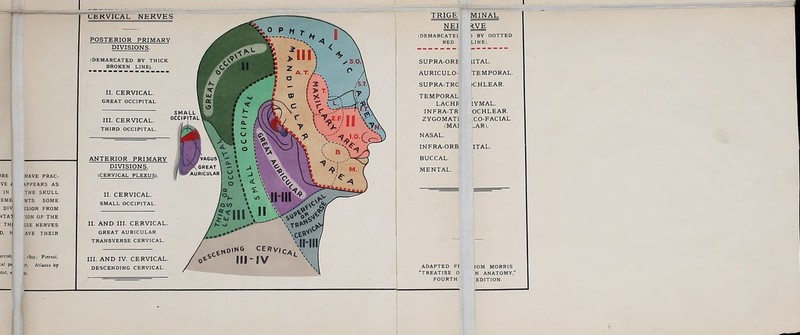 MINAL NE1 (DEMARCATE! RED ) BY DOTTED LINE). SUPRA-ORE AURICULO- SUPRA-TRC TEMPORAL LAC HE INFRA-TR ZYGOMAT) (MAI NASAL. INFRA-ORB BUCCAL. IITAL. TEMPORAL. ICHLEAR. 1YMAL. OCHLEAR. CO-FACIAL ^AR). ITAL. MENTAL. ADAPTED FF TREATISE 0 FOURTH IOM MORRIS N ANATOMY. EDITION.