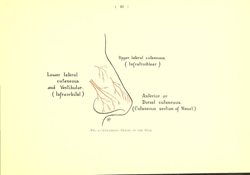 \ Louer Id feral cutaneous and Vestibuldr. ( tajYaorbildl ) Upper ldteral cufaneous, ( InjYdlrochlear ) Anleri or or Dorsal cufdneous. (Cutaneous section oj Ndsdl.) Fig. i.—Cutaneous Nerves of the Nose.