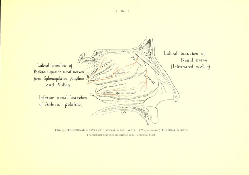 ( 547 ) Lalerdl branches oj Postero-superior nasal nerves from Sphenopalatine ganglion ^ ^ d Vid Inferior nasal branches oj Anterior pdldline . Lateral blanches oj Nasal nerve (Intranasal section) Fio. 3.—Trioeminal Nerves ok Lateral Nasal Wall. {Diagrammatic) Turbinal Nerves. The turbinal branches are printed red. the meatal, black.