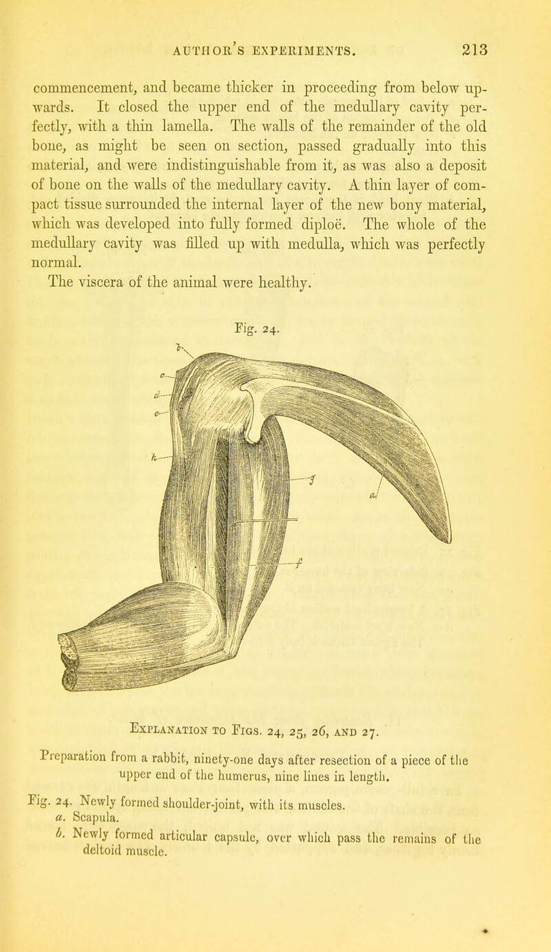 commencement, and became thicker in proceeding from below up- wards. It closed tlie upper end of the meduUary cavity per- fectly, with a tliin lamella. The walls of the remainder of the old bone, as might be seen on section, passed gradually into this material, and were indistinguishable from it, as was also a deposit of bone on the walls of the medullary cavity. A tliin layer of com- pact tissue surrounded the internal layer of the new bony material, which was developed into fully formed diploe. The whole of the medullary cavity was fiUed up with medulla, which was perfectly normal. The viscera of the animal were healthy. Fig. 24. Explanation to Pigs. 24, 25, 26, and 27. Preparation from a rabbit, ninety-one days after resection of a piece of the upper end of the humerus, nine lines in lengtli. Pig. 24. Newly formed shoulder-joint, with its muscles. a. Scapula. d. Newly formed articular capsule, over which pass the renuiins of the deltoid muscle.