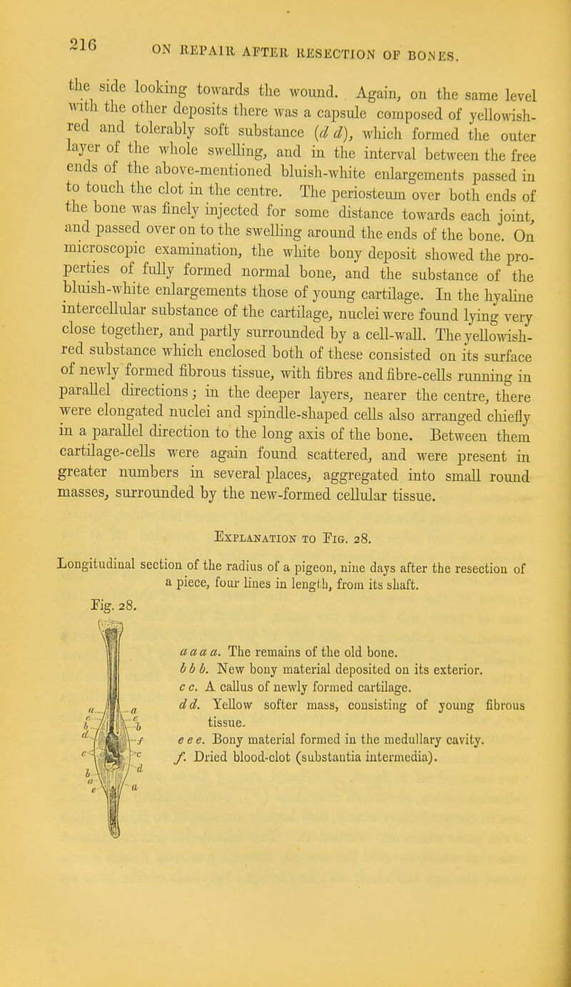the side looking towards tlie woimd. Again, on the same level with the other deposits there was a capsule composed of yellomsli- red and tolerably soft substance {cl d), which formed the outer layer of the Mdiole sweUing, and in the interval between the free ends of the above-mentioned bluish-white enlargements passed in to touch the clot in the centre. The periosteum over both ends of the bone was finely injected for some distance towards each joint and passed over on to the sweUing around the ends of the bone. On microscopic examination, the white bony deposit showed the pro- perties of fully formed normal bone, and the substance of the bluish-wliite enlargements those of young cartilage. In the hyaline intercellular substance of the cartilage, nuclei were found lying very close together, and partly surrounded by a cell-waU. The yeUo^^dsh- red substance which enclosed both of these consisted on its surface of newly formed fibrous tissue, with fibres and fibre-cells running in parallel directions; in the deeper layers, nearer the centre, there were elongated nuclei and spindle-shaped cells also arranged chiefly in a parallel direction to the long axis of the bone. Between them cartilage-cells were again found scattered, and were present in greater numbers in several places, aggregated into small round masses, surrounded by the new-formed cellular tissue. Explanation to Eig. 28. Longitudiaal section of tlie radius of a pigeon, nine days after the resection of a piece, foui- lines in lengf.b, from its shaft. Eig. 28. i..i)J|i-i aaaa. The remains of the old bone. bb h. New bony material deposited on its exterior. c c, K callus of newly formed cartilage. dd. Yellow softer mass, consisting of young fibrous tissue. e ee. Bony material formed in the medullary cavity. f. Dried blood-clot (substantia intermedia).