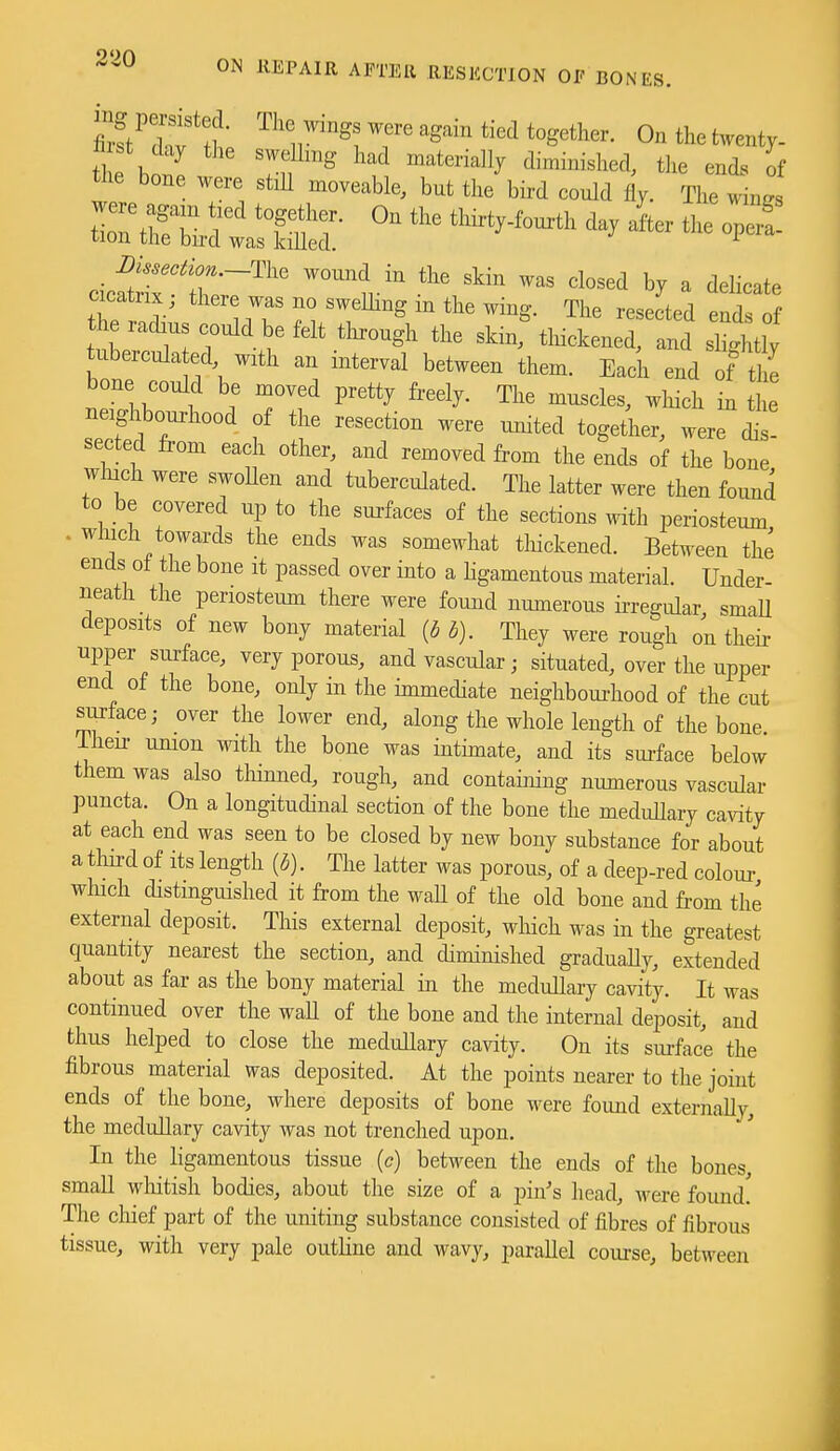 ingp^^ted. The wings were again tied together. On the twenty. ^^t:^: ^^^e oper!! cica rix, theie was no sweUing m the wing. The resected ends of th. radius eould be felt tlorough the skin, tluckened, and slightly tubercula ed. with an interval between them. Eacir end of iJ^ bone could be moved pretty freely. The muscles, which in the neigl^ourhood of the resection were uruted toge^er, were dis! seated from each other, and removed from the ends of the bone wluch were swoUen and tuberculated. The latter were then found to be covered up to the surfaces of the sections with periosteum . which towards the ends was somewhat tloickened. Between the ends of the bone it passed over into a ligamentous material. Under neath the periosteum there were found numerous ii-regular smaU deposits of new bony material {5 i). They were rough on their upper surface, very porous, and vascular; situated, over the upper end of the bone, only in the immediate neigliboui-hood of the cut surface; over the lower end, along the whole length of the bone iheu- umon with the bone was intimate, and its surface below them was also tliinned, rough, and containing numerous vascular puncta. On a longitudinal section of the bone the meduUary cavity at each end was seen to be closed by new bony substance for about a tliird of Its length (3). The latter was porous, of a deep-red colour wluch distinguished it from the waU of the old bone and from the external deposit. This external deposit, which was in the greatest quantity nearest the section, and diminished gradually, extended about as far as the bony material in the medullary cavity. It was continued over the waU of the bone and the internal deposit, and thus helped to close the medullary cavity. On its sm-face the fibrous material was deposited. At the points nearer to the joint ends of the bone, where deposits of bone were found externally, the medullary cavity was not trenched upon. In the ligamentous tissue {c) between the ends of the bones, small wliitish bodies, about the size of a pin's head, were found' The chief part of the uniting substance consisted of fibres of fibrous tissue, with very pale outline and wavy, parallel course, between