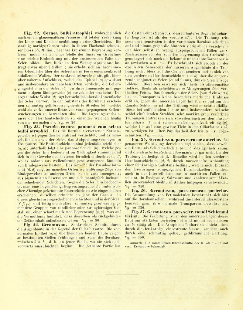 Fig. 22. Cornea bulbi atropliici wahrscheinlich nach einem glauconialösen Processe mit totaler Verkalkung der Linse und Knoclienneuhildung an der Chorioidea. Die strahlig narbige Cornea niisst in ilirem Fliichendurchmes- ser bloss ^^/^ iMillim., hat ihre kreisrunde Begrenzung ver- loren, indem sie an einer Stelle der äusseren Grenzlinie eine seichte Einbuchtung mit der anstossenden Falle der Scler. bildet. Ihre Dicke in dem Weingeistpriiparale be- trägt etwas Uber 2 Millim. ; sie erhebt sich an ihrer inne- ren Oberfläche über die Sclerolica in Form eines senki'echt abfallenden Walles. Der senkrechte Durchschnitt gibt iiier- über näheren Aufschluss, wobei das Epitiiel (o) gewulstet und insbesondere an manchen Orten verdickt, die üeber- j gangssteile in die Scler. [b] an ihrer hinenseite mit pig- menthaltigem Bindegewebe (c) ausgekleidet erscheint. Der abgerundete Wulst (d) ragt beträchtlich über die Innenfläche der Scler. hervor. In der Substanz der Hornhaut erscliei- nen schmutzig gelbbraun pigmenlirte Streifen (e), welche wohl als verkümmerte Reste von vorausgegangenen Zellen- wucherungen zu betrachten sind. Die Lagerungsverhält- nisse der Hornliautschichten zu einander weichen häufig von den normalen ah. Vg. = 20. Fig. 23i Pseudo - coriit'a pniinosa cum sclera bulbi atrophici. Das die Hornhaut ersetzende Narben- gewebe ist gegen den Scleralrand verdichtet, und es man- gelt ihr eben vvie der Scler. das Aufquellungsverniögen in Essigsäure. Die Fpithelschichten sind jedenfalls reichlicher (a,a); unterhalb folgt eine pannöse Schicht (6), welche ge- gen die Scler. hin bedeutend an Mächtigkeit zunimmt und sich in das Gewebe der letzteren förmlich einbuchtet (c, cj, wo es sodann aus wellenförmig geschwungenen Bündeln von Bindegewebe besieht. Das Gewebe der Pseudo-Horn- haut [d.d] zeigt an manchen Orlen wellenförmige Züge von Bindegewebe : an anderen Orten ist sie zusammengesetzt aus pigmentirten Faserzügen und sich mannigfach ineinan- der schiebenden Schichten. Gegen die Scler. hin beobach- tet man eine bogenförmige Begrenzungszone (e), hinlerwei- cher Sförmige gekrümmte Faserschichten wie eingeschoben erscheinen; dieselben erinnern an jene der Cornea. In diesen gleichsam eingeschobenen Schichten und in derSIcer. {f. f. f.) sind fettig molokuläre, schmutzig graubraun pig- menlirte Gruppen von rundlicher oder slrangförmiger Ge- stalt mit einer scharf markirten Begrenzung [g,g]., was auf die Vermuthung hinführt, dass dieselben als rückgebilde- ter Gefässinhalt aufzufassen wären. Vg. = 80. Flg. 24. Geroiltoxoii. Senkrechter Schnitt durch die Augenhäute in der Gegend der Ciliarfortsätze. Die vom normalen Epithel (f/, a) überkleideten beiden Häute zeigen an bestimmten Stellen Trübungen und zwar die Hornhaut zwischen b u. 6', d. h. an jener Stelle, wo sie sich nach vorwärts auszubuchten beginnt. Die getrübte Partie hat die Gestalt eines Meniscus, dessen hinterer Bogen [b] schär- fer begrenzt ist als der vordere [b'). Die Trübung tritt stets am intensivsten in den vordersten Hornhautschichten auf und nimmt gegen die hinteren slätig ab, ja verschwin- det hier selbst in wenig ausgesprochenen Fällen ganz. Nach aussen von der scharfen Begrenzung des Greisenbo- gens lagert sich noch die bekannte ungetrübte Corneapanie an (zwischen 6 u. c). Es beschränkt sich jedoch in der exquisiten Senescenz der äusseren Augenhäute die Trü- bung nicht bloss auf die Cornea, sondern breitet sich von den vordersten Hornhautschichten (bei 6) über die angren- zende conjunctiva Scler. (cundc') aus, dunkle Streifenzüge bildend. Dieselben erweisen sich theils als atheronialöse Gefässe, tiieils als sciiichtenweise Ablagerungen fein ver- lheilten Fettes. DasParenchym der Scler. (von d einwärts) hat an Transparenz keine besonders merkliche Einbusse erlitten, gegen die innersten Lagen hin (bei e) und um den Canalis Schiemmi ist die Trübung wieder sehr auffällig. Diese bei auffallendem Lichte und insbesondere bei sehr schief einfallenden Strahlen sehr maikirt grau verfärbten Trübungen erstrecken sich zuweilen auch auf den nmscu- lus ciliaris {[] mit seiner netzförmigen Ausbreitung [g]^ welche bis auf eine gewisse Tiefe in den Ciliarfortsalz [h) zu verfolgen ist. Der Pupillartheil der Iris (/) ist abge- schnitten. Vg. = l'ii). Fig. 25. iiei oiitoxoii, pars corneae anterior. Bei genauerer Würdigung derselben ergibt sich, dass sowohl die Horn- als Schleimschichle (au. b) des Epithels kaum, und die struclurloseSchichtBowman's (c) gar nicht bei der Trübung betheiligt sind. Dieselbe wird in den vorderen Hornhautschichten (d, d) durch massenhafte Anhäufung einer feinköi nigen Substanz bedingt, welche nicht bloss in den faserarligen ausgezogenen Hornhautzellen, sondern auch in der Intercellularmasse in markirten Fällen er- scheint, in Essigsäure, Salzsäure und kohlensauren Alka- lien unverändert bleibt, in Aether hingegen verschwindet. Vg. = 350. Fig. 26. €ieronto\on, pars corneae posterior. Die Ansammlung von Fettmolekülen beschränkt sich hier auf die Ilornhautzellen , während die Intercellularsubstanz beinahe aanz ihre normale Transparenz bewahrt hat. Vg. =350. Fig. 21. Gerontoxon, pars scler. canali Schlenmii vicina. Die Verfettung ist an den innersten Lagen dieser Haut am stärksten vertreten (a) und nimmt nach aussen zu [b) slätig ab. Die Atrophie offenbart sich nicht bloss durch die fetlkörnige eingestreute Masse, sondern auch durch eine schmutzig eelbe, gelbbräunliche Färbung. Vg. = 350. Anmerk. Die sammtlichen Durchschnitte der 3 Tafeln sind mit verd. Essigsaure behandelt.