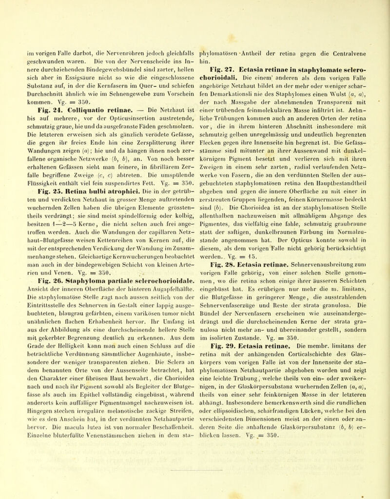 geschwunden v^'aren. Die von der Nervenscheide ins In- nere durchziehenden Bindegevvebsbündel sind zarler, heilen sich aber in Essigsaure nicht so wie die eingeschlossene Substanz auf, in der die Kernfasern im Quer- und schiefen Durchschnitt ähnlich wie im Sehnengewebe zum Vorschein kommen. Vg. = 350. Fig. 24. Colliquntio retinae. — Die Netzhaut ist bis auf mehrere, vor der Opticusinsertion austretende, schmutzig graue, hie und da ausgefranste Fäden geschmolzen. Die letzteren erweisen sich als gänzlich verödete Gefässe, die gegen ihr freies Ende hin eine Zersplitterung ihrer Wandungen zeigen (a); hie und da hängen ihnen noch zer- fallene organische Netzwerke (6, b), an. Von noch besser erhaltenen Gefässen sieht man feinere, in fibrillärem Zer- falle begriffene Zweige (c, c) abtreten. Die umspülende Flüssigkeit enthält viel fein suspendirtes Feit. Vg. = 350. Fig. 25. Retina bulbi atropliici. Die in der getrüb- ten und verdickten Netzhaut in grosser Menge auftretenden wuchernden Zellen haben die übrigen Elemente grössten- theils verdrängt; sie sind meist spindelförmig oder kolbig, besitzen 1—2—5 I{erne , die nicht selten auch frei ange- troffen werden. Auch die Wandungen der capillaren Nelz- haut-Blutgefässe weisen Kettenreihen von Kernen auf, die mitder entsprechenden Verdickung der Wandung im Zusam- menhangestehen. Gleichartige Kernwucherungen beobachtet man auch in der bindegewebigen Schicht von kleinen Arte- rien und Venen. Vg. = 350. Fig. 26. Staphyionia partiale sclerochorioidale. Ansicht der inneren Oberfläche der hinleren Augapfeihälfte. Die slaphylomatöse Stelle ragt nach aussen seillich von der Eintrittsstelle des Sehnerven in Gestalt einer lappig ausge- buchlelen, blaugrau gefärbten, einem varikösen lumor nicht unähnlichen flachen Erhabenheit hervor. Ihr Umfang ist aus der Abbildung als eine durchscheinende hellere Stelle mit gekerbter Begrenzung deutlich zu erkennen. Aus dem Grade der Helligkeit kann man auch einen Schluss auf die beträchtliche Verdünnung sämmtlicher Augenhäute, insbe- sondere der weniger transparenten ziehen. Die Sclera an dem benannten Orle von der Aussenseile betrachtet, hat den Charakter einer fibrösen Haut bewahrt, die Chorioidea nach und nach ihr Pigment sowohl als Begleiter der Blutge- fässe als auch im Epithel vollständig eingebüsst, während anderorts kein auffälliger Pigmenlmangel nachzuweisen ist. Hingegen siechen irreguläre melanolische zackige Streifen, wie es den Anschein hat, in der verdünnten Netzhautpartie hervor. Die macula lutea ist von normaler Beschaffenheit. Einzelne blulerfüllte Venenstämrachen ziehen in dem sta- hin. Fig. 27. Ectasia retinae in staphylomate sciero- chorioidali. Die einem' anderen als dem vorigen Falle angeiiörige Netzhaut bildet an der mehr oder weniger schar- fen Demarkationsli nie des Slaphylomes einen Wulst (a, a), der nach Massgabe der abnehmenden Transparenz mit einer trübenden feinmolekulären Masse infillrirl ist. Aehn- liche Trübungen kommen auch an anderen Orten der retina vor, die in ihrem hinteren Abschnitt insbesondere mit schmutzig gelben unregelmässig und undeutlich begrenzten Flecken gegen ihre Innenseite hin begrenzt ist. Die Gefäss- slämme sind mitunter an ihrer Aussenwand mit dunkel- körnigem Pigment besetzt und verlieren sich mit ihren Zweigen in einem sehr zarten, radial verlaufenden Netz- werke von Fasern, die an den verdünnten Stellen der aus- gebuchleten staphylomatösen retina den Hauptbestandtheil abgeben und gegen die innere Oberfläche zu mit einer in zerstreuten Gruppen liegenden, feinen Körnermasse bedeckt sind (b). Die Chorioidea ist an der staphylomatösen Stelle allenthalben nachzuweisen mit allmähligem Abgange des Pigmentes, das vielfäilig eine fahle, schmutzig graubraune stall der saftigen, dunkelbraunen Färbung im Normalzu- stande angenommen hat. Der Opticus konnte sowohl in diesem, als dem vorigen Falle nicht gehörig berücksichtigt werden.. Vg. = 15. Fig. 28. Ectasia retinae. Sehnervenausbreilung zum vorigen Falle gehörig, von einer solchen Stelle genom- men, wo die retina schon einige ihrer äusseren Schichten eingebüsst hat. Es erübrigen nur mehr die m. limitans, die Blutgefässe in geringerer Menge, die ausstrahlenden Sehnervenfaserzüge und Reste der slrata granulosa. Die Bündel der Nervenfasern erscheinen wie auseinanderge- drängt und die durchscheinenden Kerne der strata gra- nulosa nicht mehr an- und übereinander gestellt, sondern im isolirten Zustande. Vg. = 350. Fig. 29. Ectasia retinae. Die membr. limitans der retina mit der anhängenden Corticalschiehte des Glas- körpers vom vorigen Falle ist von der Innenseite der sta- phylomatösen Nelzhautparlie abgehoben worden und zeigt eine leichte Trübung, welche theils von ein- oder zweiker- nigen, in der Glaskörpersubstanz wuchernden Zellen (a, a), theils von einer sehr feinkörnigen Masse in der letzteren abhängt. Insbesondere bemerkenswerth sind die rundlichen oder ellipsoidischen, scharfrandigen Lücken, welche bei den verschiedensten Dimensionen meist an der einen oder an- deren Seile die anhaftende Glaskörpersubstanz [b, b) er- blicken lassen. Vg. _= 350.