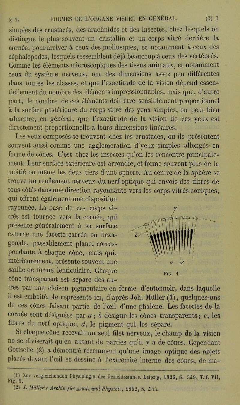 simples des crustacés, des arachnides et des insectes, chez lesquels on distingue le plus souvent un cristallin et un corps vitré derrière la cornée, pour arriver à ceux des .mollusques, et notamment à ceux des céphalopodes, lesquels ressemblent déjà beaucoup à ceux des vertébrés. Gomme les éléments microscopiques des tissus animaux, et notamment ceux du système nerveux, ont des dimensions assez peu différentes dans toutes les classes, et que l'exactitude de la vision dépend essen- tiellement du nombre des éléments impressionnables, mais que, d'autre part, le nombre de ces éléments doit être sensiblement proportionnel à la surface postérieure du corps vitré des yeux simples, on peut bien admettre, en général, que l'exactitude de la vision de ces yeux est directement proportionnelle à leurs dimensions linéaires. Les yeux composés se trouvent chez les crustacés, où ils présentent souvent aussi comme une agglomération d'yeux simples allongés- en forme de cônes. C'est chez les insectes qu'on les rencontre principale- ment. Leur surface extérieure est arrondie, et forme souvent plus de la moitié ou même les deux tiers d'une sphère. Au centre de la sphère se trouve un renflement nerveux du nerf optique qui envoie des fibres de tous côtés dans une direction rayonnante vers les corps vitrés coniques, qui offrent également une disposition rayonnée. La base de ces corps vi- « très est tournée vers la cornée, qui présente généralement à sa surface externe une facette carrée ou hexa- 6 - gonale, passablement plane, corres- pondante à chaque cône, mais qui, intérieurement, présente souvent une è # saillie de forme lenticulaire. Chaque FlG> 4< cône transparent est séparé des au- tres par une cloison pigmentaire en forme d'entonnoir, dans laquelle il est emboîté. Je représente ici, d'après Joh. Mûller (1), quelques-uns de ces cônes faisant partie de l'œil d'une phalène. Les facettes de la cornée sont désignées par a ; b désigne les cônes transparents ; c, les fibres du nerf optique ; dt le pigment qui les sépare. Si chaque cône recevait un seul filet nerveux, le champ de la vision ne se diviserait qu'en autant de parties qu'il y a de cônes. Cependant Gottsche (2) a démontré récemment qu'une image optique des objets placés devant l'œil se dessine à l'extrémité interne des cônes, de ma- (1) Zur vcrgleichondcn Physiologie des Gesichtssiniios. Leipzig, 1826, S. 3à9, Taf. VU, F>g- 5. (2) J. Mutier's Archiu /ùr <lwt, wd Pkysiol., 1862, 8. 483.