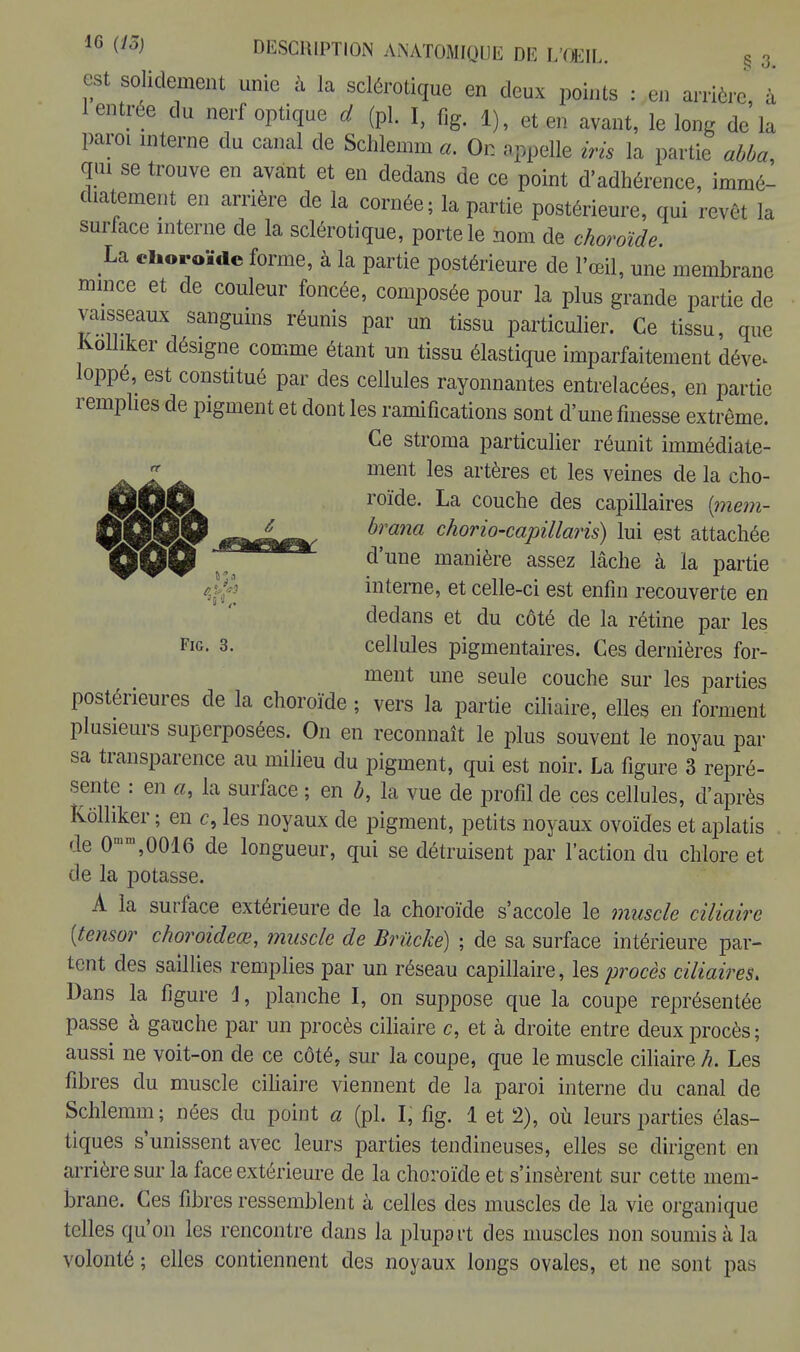 est solidement unie à la sclérotique en deux points : en arrière, à 1 entrée du nerf optique d (pl. I, fig. 1)f et en avantf le j de la paroi interne du canal de Schlemm a. On appelle iris la partie abba, qui se trouve en avant et en dedans de ce point d'adhérence, immé- diatement en arrière de la cornée; la partie postérieure, qui revêt la surface interne de la sclérotique, porte le nom de choroïde. La choroïde forme, à la partie postérieure de l'œil, une membrane mince et de couleur foncée, composée pour la plus grande partie de vaisseaux sanguins réunis par un tissu particulier. Ce tissu, que kolliker désigne comme étant un tissu élastique imparfaitement déve^ loppé, est constitué par des cellules rayonnantes entrelacées, en partie remplies de pigment et dont les ramifications sont d'une finesse extrême. Ce stroma particulier réunit immédiate- ment les artères et les veines de la cho- ûâô r°ïde. La couche des capillaires {mem- ffiQjgy ^J^^. in  chorio-capillaris) lui est attachée 000 ».a dune manière assez lâclie à la partie interne, et celle-ci est enfin recouverte en dedans et du côté de la rétine par les FlG- 3- cellules pigmentaires. Ces dernières for- ment une seule couche sur les parties postérieures de la choroïde ; vers la partie ciliaire, elles en forment plusieurs superposées. On en reconnaît le plus souvent le noyau par sa transparence au milieu du pigment, qui est noir. La figure 3 repré- sente : en «, la surface ; en b, la vue de profil de ces cellules, d'après kolliker ; en c, les noyaux de pigment, petits noyaux ovoïdes et aplatis de Omm,0016 de longueur, qui se détruisent par l'action du chlore et de la potasse. A la surface extérieure de la choroïde s'accole le muscle ciliaire {tensor choroideœ, muscle de Bruche) ; de sa surface intérieure par- tent des saillies remplies par un réseau capillaire, les procès ciliaires. Dans la figure 4, planche I, on suppose que la coupe représentée passe à gauche par un procès ciliaire c, et à droite entre deux procès; aussi ne voit-on de ce côté, sur la coupe, que le muscle ciliaire h. Les fibres du muscle ciliaire viennent de la paroi interne du canal de Schlemm; nées du point a (pl. I, fig. 1 et 2), où leurs parties élas- tiques s'unissent avec leurs parties tendineuses, elles se dirigent en arrière sur la face extérieure de la choroïde et s'insèrent sur cette mem- brane. Ces fibres ressemblent à celles des muscles de la vie organique telles qu'on les rencontre dans la plupa rt des muscles non soumis à la volonté ; elles contiennent des noyaux longs ovales, et ne sont pas