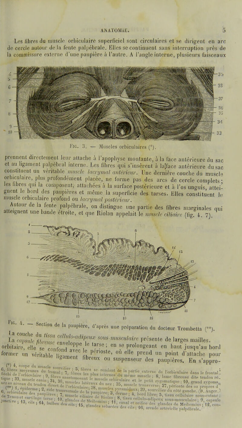 Les libres du muscle orbiculaire superficiel sont circulaires et se dirigent en arc de cercle autour delà feule palpébrale. Elles se continuent sans interruption près de la commissure externe d'une paupière à l'autre. A l'angle interne, plusieurs faisceaux Fie. 3. — Muscles orbiculaircs (:ÏJ. prennent directement leur attache à l'apophyse montante, à la lace antérieure du sac et au ligament palpébral interne. Les fibres qui s'insèrent à lajface antérieure du sac constituent un véritable muscle lacrymal antérieur. Une dernière couche du muscl- orbiculaire, plus profondément placée, ne forme pas des arcs de cercle complets- les libres qui la composent, attachées à la surface postérieure et à l'os unguis attei- gnent le bord des paupières et même la superficie des tarses. Elles constituent Je muscle orbiculaire profond ou lacrymal postérieur. Autour de la fente palpébrale, on distingue une partie des fibres marginales qui atteignent une bande étroite, et que Riolan appelait le mlmle ci/feVe (fig. 4. 7). 1U 16 Fin. h. _ Section de la paupière, d'après une préparation du docteur Trombetta (**). ta Stfc tr'eZ ï^t ^ Claire présente de larges mailles. orbitaireTelte^Z JZ 'Ti ^ se Pro,on^ant e» «au? jusqu'au bord former un vérf Il pm0Ste' où elle Pre»<* ™ point d'attache pour 'gament fibreux ou suspenseur des paupières. En s'appro- (*) \, coupe du muscle sourcille,. • «; n fechide V^FT \hmlBi ' ï iîl.ré« ÈVm i'T. i ? 10 rQl'tie de ^ h frontal.'. «Cb.de 1 orb.cnla.re ; 9, fibres anas, Jiït^^tZZ T^.ï h !??. d* «.-don ré. tiouc • <n - : '•'•«• anastomosant le „ ,i lI • ' 8> lMao Bbreu»ë dit* tendon ré. pyramidaux: 39. sourciller <!,, nAM n.„„„i.., >u > > nezm, n.venu du tendon 'direct dê Fôrb t 1, épiderme ; 2, ride transversal, ,' r , I?'1'md'<»*; 39, sourciller du oôté tranche imter ! jonc i 13 , m ,1?iVrs';,; 10- s d' i , „ ,; 8- ^««UuWdipenx ^musculaire j 9, capsulé J , 13, cds ; H, bnlba. des flil, . 45< „ m '' . ' ilnl Y''1' <** Meihomh s ; 12,'con- -, B'ana* I SeBacéeS des cds ; 16, nreado artérielle palpébrale.