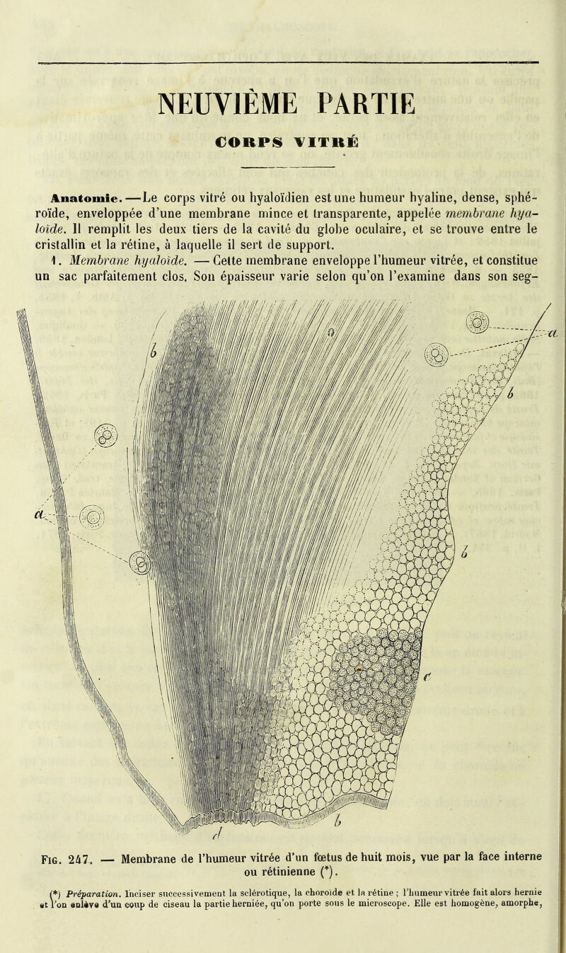 NEUVIÈME PARTIE CORPIS VITRÉ Anatomie.—Le corps vitré ou hyaloïdien est une humeur hyaline, dense, sphé- roïde, enveloppée d'une membrane mince et transparente, appelée membrane hya~ loïde. 11 remplit les deux tiers de la cavité du globe oculaire, et se trouve entre le cristallin et la rétine, à laquelle il sert de support. 1. Membrane hyaloïde. — Celte membrane enveloppe l'humeur vitrée, et constitue un sac parfaitement clos. Son épaisseur varie selon qu'on l'examine dans son seg- FiG. 247. — Membrane de l'humeur vitrée d'un fœtus de huit mois, vue par la face interne ou rétinienne (*). (*) Préparation. Inciser successivement la sclérotique, la choroïde et la rétine ; l'humeur vitrée fait alors hernie et Von anlère d'un coup de ciseau la partie herniée, qu'on porte sous le microscope. Elle est homogène, amorphe,