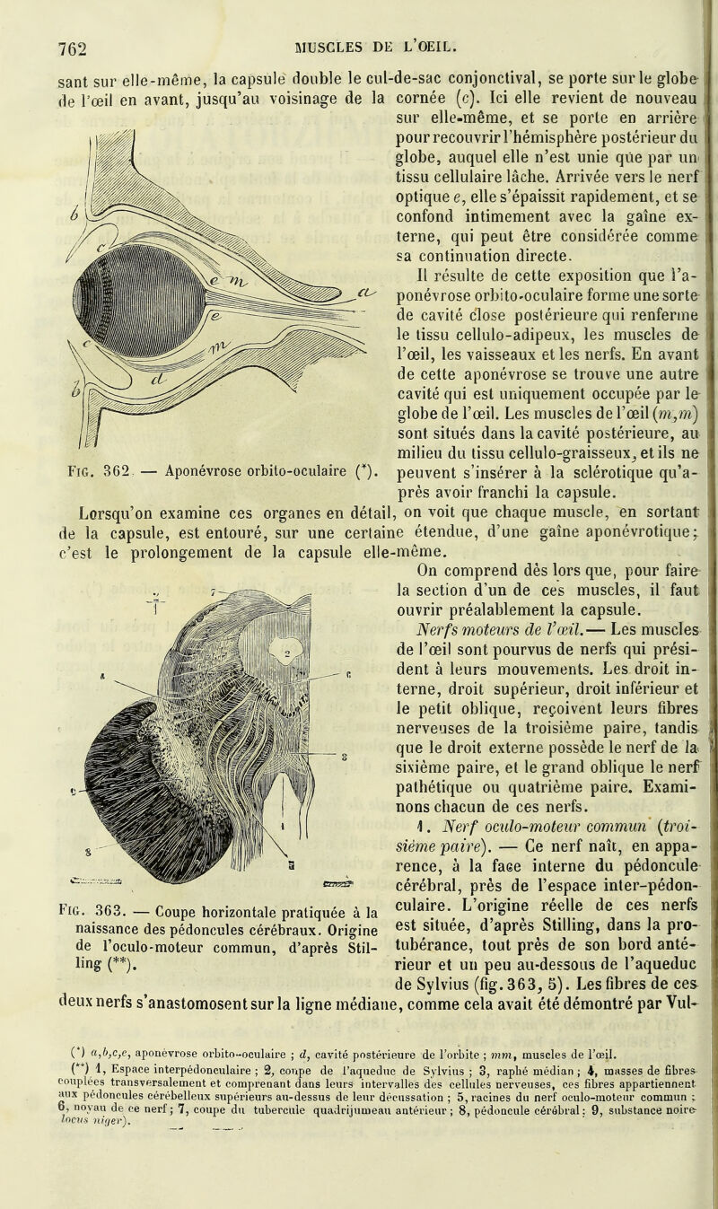 sant sur elle-même (le l'œil en avant, jusqu'au voisinage de FiG. 362: — Aponévrose orbito-oculaire la capsulé double le cul-de-sac conjonctival, se porte sur le globfr la cornée (c). Ici elle revient de nouveau sur elle-même, et se porte en arrière pour recouvrir l'hémisphère postérieur du globe, auquel elle n'est unie que par uu' tissu cellulaire lâche. Arrivée vers le nerf optique e, elle s'épaissit rapidement, et se confond intimement avec la gaîne ex- terne, qui peut être considérée comme sa continuation directe. Il résulte de cette exposition que i'a-  ponévrose orbito-oculaire forme une sorte- de cavité close postérieure qui renferme le tissu cellulo-adipeux, les muscles de l'œil, les vaisseaux et les nerfs. En avant de cette aponévrose se trouve une autre cavité qui est uniquement occupée par le globe de l'œil. Les muscles de l'œil (m^m) sont situés dans la cavité postérieure, au milieu du tissu cellulo-graisseux^ etils ne peuvent s'insérer à la sclérotique qu'a- près avoir franchi la capsule. Lorsqu'on examine ces organes en détail, on voit que chaque muscle, en sortant de la capsule, est entouré, sur une certaine étendue, d'une gaîne aponévrotique; le prolongement de la capsule elle-même. On comprend dès lors que, pour faire- la section d'un de ces muscles, il faut ouvrir préalablement la capsule. Nerfs moteurs de Vœil.— Les muscles de l'œil sont pourvus de nerfs qui prési- dent à leurs mouvements. Les droit in- terne, droit supérieur, droit inférieur et le petit oblique, reçoivent leurs fibres nerveuses de la troisième paire, tandis que le droit externe possède le nerf de la sixième paire, et le grand oblique le nerf pathétique ou quatrième paire. Exami- nons chacun de ces nerfs. 1. Nerf oculo-moteur commun {troi- sième paire). — Ce nerf naît, en appa- rence, à la faee interne du pédoncule cérébral, près de l'espace inter-pédon- culaire. L'origine réelle de ces nerfs est située, d'après Stilling, dans la pro- tubérance, tout près de son bord anté- rieur et un peu au-dessous de l'aqueduc de Sylvius (fig. 363, 5). Les fibres de ces deux nerfs s'anastomosent sur la ligne médiatie, comme cela avait été démontré par Vul- c est FiG. 363. — Coupe horizontale pratiquée à la naissance des pédoncules cérébraux. Origine de l'oculo-moteur commun, d'après Stil- ling (**). (*) a^b,c,e, aponévrose orbito-oculaire ; cavité postérieure de l'orbite ; mm, muscles de l'œil. (**) 1, Espace interpédonculaire ; 2, coupe de l'aqueduc de Sylvius ; 3, raphé médian ; 4, masses de fibres couplées transversalement et comprenant dans leurs intervalles des cellules nerveuses, ces fibres appartiennent aux pédoncules cérébelleux supérieurs au-dessus de leur décassation ; 5, racines du nerf oculo-moteur commun ; 6, noyau de ce nerf; 7, coupe du tubercule quadriiumeau antérieur; 8, pédoncule cérébral: 9, substance noire- Incvs. ni'jer).