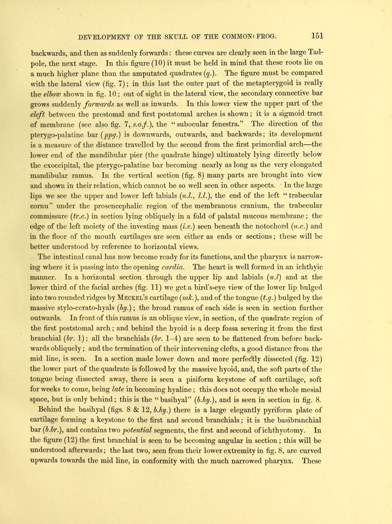 backwards, and then as suddenly forwards: these curves are clearly seen in the large Tad- pole, the next stage. In this figure (10) it must be held in mind that these roots lie on a much higher plane than the amputated quadrates {q.). The figure must be compared with the lateral view (fig. 7); in this last the outer part of the metapterygoid is really the elbow shown in fig. 10; out of sight in the lateral view, the secondary connective bar grows suddenly forwards as well as inwards. In this lower view the upper part of the cleft between the prestomal and first poststomal arches is shown; it is a sigmoid tract of membrane (see also fig. 7, s.of.), the  subocular fenestra. The direction of the pterygo-paiatine bar {ppg-) is downwards, outwards, and backwards; its development is a measure of the distance travelled by the second from the first primordial arch—the lower end of the mandibular pier (the quadrate hinge) ultimately lying directly below the exoccipital, the pterygo-paiatine bar becoming nearly as long as the very elongated mandibular ramus. In the vertical section (fig. 8) many parts are brought into view and shown in their relation, which cannot be so well seen in other aspects. In the large lips we see the upper and lower left labials {u.l., l.L), the end of the left trabecular cornu under the prosencephalic region of the membranous cranium, the trabecular commissure (tr.c.) in section lying obliquely in a fold of palatal mucous membrane; the edge of the left moiety of the investing mass (i.v.) seen beneath the notochord (n.c.) and in the floor of the mouth cartilages are seen either as ends or sections; these will be better understood by reference to horizontal views. The intestinal canal has now become ready for its functions, and the pharynx is narrow- ing where it is passing into the opening cardia. The heart is well formed in an ichthyic manner. In a horizontal section through the upper lip and labials [u.l) and at the lower third of the facial arches (fig. 11) we get a bird's-eye view of the lower lip bulged into two rounded ridges by Meckel's cartilage (mk.), and of the tongue (t.g.) bulged by the massive stylo-cerato-hyals (hy.); the broad ramus of each side is seen in section further outwards. In front of this ramus is an oblique view, in section, of the quadrate region of the first poststomal arch; and behind the hyoid is a deep fossa severing it from the first branchial (br. 1); all the branchials (br. 1-4) are seen to be flattened from before back- wards obliquely; and the termination of their intervening clefts, a good distance from the mid line, is seen. In a section made lower down and more perfectly dissected (fig. 12) the lower part of the quadrate is followed by the massive hyoid, and, the soft parts of the tongue being dissected away, there is seen a pisiform keystone of soft cartilage, soft for weeks to come, being late in becoming hyaline; this does not occupy the whole mesial space, but is only behind; this is the basihyal {b.hy.), and is seen in section in fig. 8. Behind the basihyal (figs. 8 & 12, b.hy.) there is a large elegantly pyriform plate of cartilage forming a keystone to the first and second branchials; it is the basibranchial bar (b.br.), and contains two potential segments, the first and second of ichthyotomy. In the figure (12) the first branchial is seen to be becoming angular in section; this will be understood afterwards; the last two, seen from their lower extremity in fig. 8, are curved upwards towards the mid line, in conformity with the much narrowed pharynx. These
