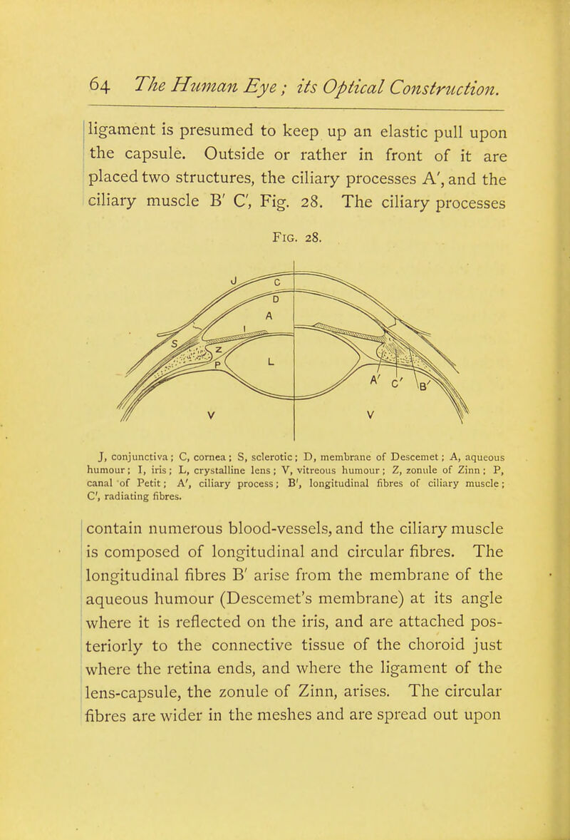 ligament is presumed to keep up an elastic pull upon the capsule. Outside or rather in front of it are placed two structures, the ciliary processes A', and the ciliary muscle B' C, Fig. 28. The ciliary processes Fig. 28. J, conjunctiva; C, cornea; S, sclerotic; D, membrane of Descemet; A, aqueous humour; I, iris; L, crystalline lens ; V, vitreous humour ; Z, zonule of Zinn ; P, canal of Petit; A', ciliary process; B', longitudinal fibres of ciliary muscle; C, radiating fibres. contain numerous blood-vessels, and the ciliary muscle is composed of longitudinal and circular fibres. The longitudinal fibres B' arise from the membrane of the aqueous humour (Descemet's membrane) at its angle where it is reflected on the iris, and are attached pos- teriorly to the connective tissue of the choroid just where the retina ends, and where the ligament of the lens-capsule, the zonule of Zinn, arises. The circular fibres are wider in the meshes and are spread out upon