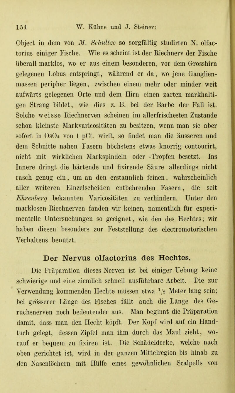 Object in dem von 31. Schultze so sorgfältig studirten N. olfac- torius einiger Fische. Wie es scheint ist der Riechnerv der Fische überall marklos, wo er aus einem besonderen, vor dem Grosshirn gelegenen Lobas entspringt, während er da, wo jene Ganglien- massen peripher liegen, zwischen einem mehr oder minder weit aufwärts gelegenen Orte und dem Hirn einen zarten markhalti- gen Strang bildet, wie dies z. B. bei der Barbe der Fall ist. Solche weisse Riechnerven scheinen im allerfrischesten Zustande schon kleinste Markvaricositäten zu besitzen, wenn man sie aber sofort in Os04 von 1 pCt. wirft, so findet man die äusseren und dem Schnitte nahen Fasern höchstens etwas knorrig contourirt, nicht mit wirklichen Markspindeln oder -Tropfen besetzt. Ins Innere dringt die härtende und fixirende Säure allerdings nicht rasch genug ein, um an den erstaunlich feinen, wahrscheinlich aller weiteren Einzelscheiden entbehrenden Fasern, die seit Ehrenberg bekannten Varicositäten zu verhindern. Unter den marklosen Riechnerven fanden wir keinen, namentlich für experi- mentelle Untersuchungen so geeignet, wie den des Hechtes; wir haben diesen besonders zur Feststellung des electromotorischen Verhaltens benützt. Der Nervus olfactorius des Hechtes. Die Präparation dieses Nerven ist bei einiger Uebung keine schwierige und eine ziemlich schnell ausführbare Arbeit. Die zur Verwendung kommenden Hechte müssen etwa V2 Meter lang sein; bei grösserer Länge des Fisches fällt auch die Länge des Ge- ruchsnerven noch bedeutender aus. Man beginnt die Präparation damit, dass man den Hecht köpft. Der Kopf wird auf ein Hand- tuch gelegt, dessen Zipfel man ihm durch das Maul zieht, wo- rauf er bequem zu fixiren ist. Die Schädeldecke, welche nach oben gerichtet ist, wird in der ganzen Mittelregion bis hinab zu den Nasenlöchern mit Hülfe eines gewöhnlichen Scalpells von
