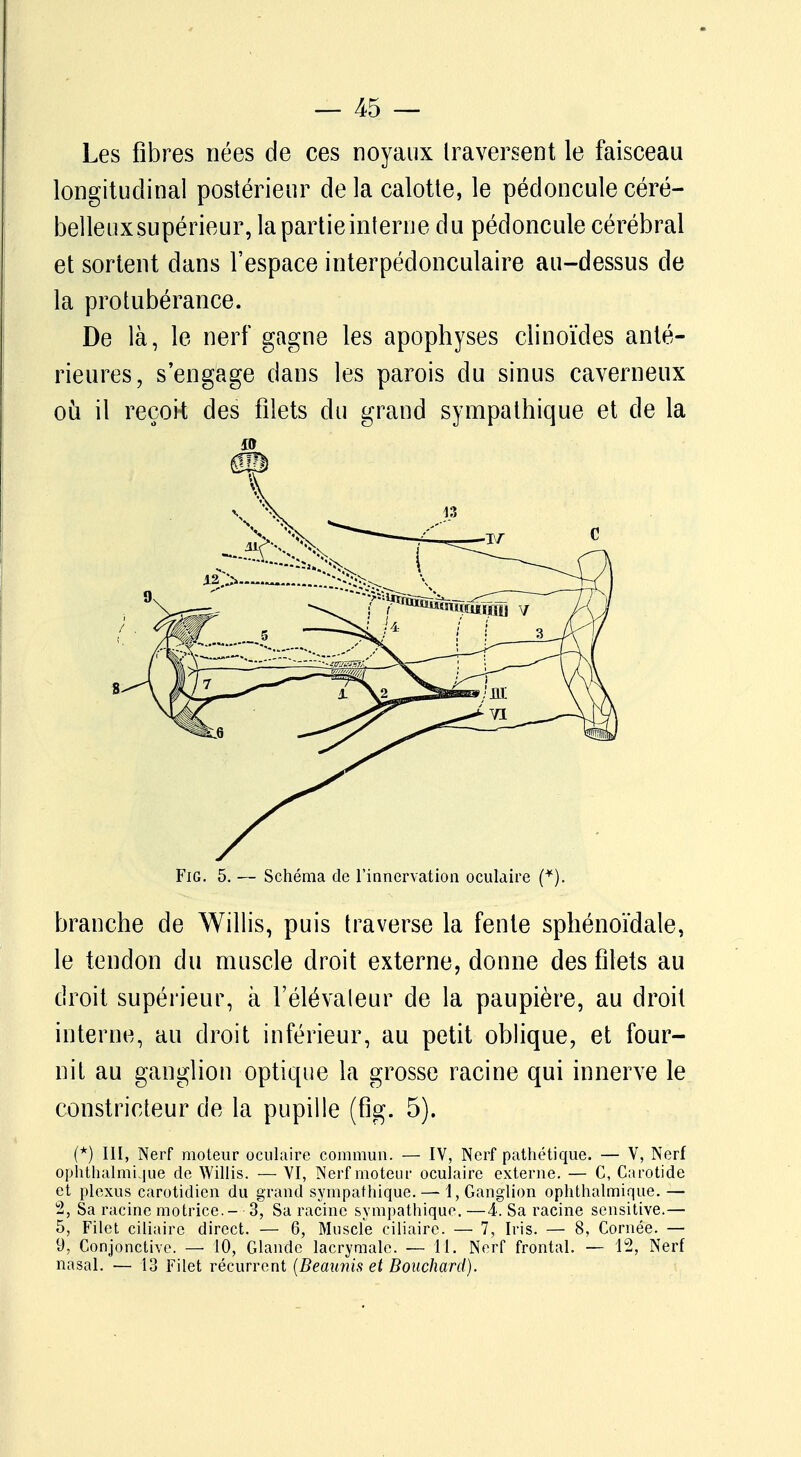 Les fibres nées de ces noyaux traversent le faisceau longitudinal postérieur delà calotte, le pédoncule céré- belleuxsupérieur, lapartieinterue du pédoncule cérébral et sortent dans l'espace interpédonculaire au-dessus de la protubérance. De là, le nerf gagne les apophyses clinoïdes anté- rieures, s'engage dans les parois du sinus caverneux où il reçok des filets du grand sympathique et de la sa Fig. 5. — Schéma de l'innervation oculaire (*). branche de Willis, puis traverse la fente sphénoïdale, le tendon du muscle droit externe, donne des filets au droit supérieur, à l'élévateur de la paupière, au droit interne, au droit inférieur, au petit oblique, et four- nit au ganglion optique la grosse racine qui innerve le constricteur de la pupille (fig. 5). (*) III, Nerf moteur oculaire commun. — IV, Nerf pathétique. — V, Nerf ophthalmique de Willis. — VI, Nerf moteur oculaire externe. — C, Carotide et plexus carotidicn du grand sympathique. — 1, Ganglion ophthalmique. — 2, Sa racine motrice.- 3, Sa racine sympathique. —4. Sa racine sensitive.— 5, Filet ciliaire direct. — 6, Muscle ciliaire. — 7, Iris. — 8, Cornée. — 9, Conjonctive. — 10, Glande lacrymale, —il. Nerf frontal. — 12, Nerf nasal. — 13 Filet récurrent (Beaunis et Bouchard).