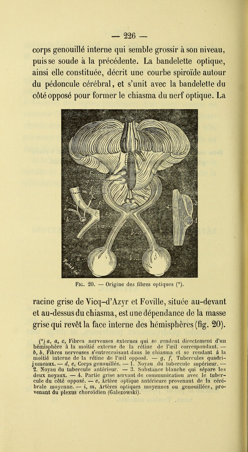 corps genouillé interne qui semble grossir à son niveau, puisse soude à la précédente. La bandelette optique, ainsi elle constituée, décrit une courbe spiroïde autour du pédoncule cérébral, et s'unit avec la bandelette du côté opposé pour former le chiasma du nerf optique. La Fig. 20. — Origine des fibres optiques (*). racine grise de Vicq-d'Azyr et Foville, située au-devant et au-dessus du chiasma, est une dépendance de la masse grise qui revêt la face interne des hémisphères (fig. 20). (*) a, a, c, Fibres nerveuses externes qui se rendent directement d'un hémisphère à la moitié externe de la rétine de l'œil correspondant. — b, b, Fibres nerveuses s'entrecroisant dans le chiasma et se rendant à la moitié interne de la rétine de l'œil opposé. — g, f, Tubercules quadri- jumeaux. — d, e, Corps genouillés. — 1. Noyau du tubercule supérieur. — 2. Noyau du tubercule antérieur. — 3. Substance blanche qui sépare les deux noyaux. — 4. Partie grise servant de communication avec le tuber- cule du côté opposé. — e, Artère optique antérieure provenant de la céré- brale moyenne. — i, m, Artères optiques moyennes ou genouillées, pro- venant du plexus choro'ïdien (Galezowski).