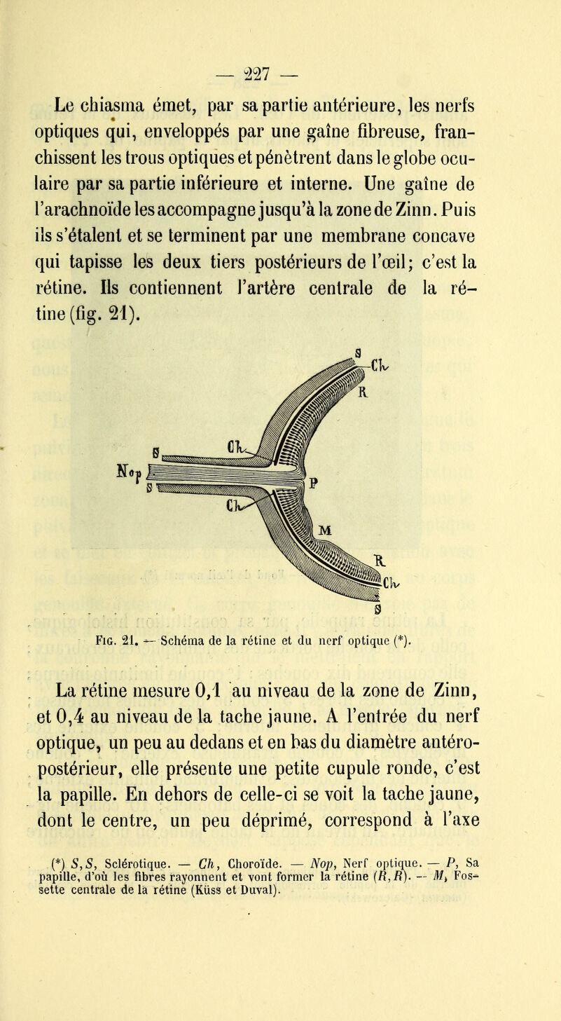 — 427 — Le chiasma émet, par sa partie antérieure, les nerfs optiques qui, enveloppés par une gaîne fibreuse, fran- chissent les trous optiques et pénètrent dans le globe ocu- laire par sa partie inférieure et interne. Une gaîne de l'arachnoïde les accompagne jusqu'à la zone de Zinn. Puis ils s'étalent et se terminent par une membrane concave qui tapisse les deux tiers postérieurs de l'œil; c'est la rétine. Ils contiennent l'artère centrale de la ré- tine (fig. 21). Fig. 2.4. -- Schéma de la rétine et du nerf optique (*). La rétine mesure 0,1 au niveau de la zone de Zinn, et 0,4 au niveau de la tache jaune. A l'entrée du nerf optique, un peu au dedans et en bas du diamètre antéro- postérieur, elle présente une petite cupule ronde, c'est la papille. En dehors de celle-ci se voit la tache jaune, dont le centre, un peu déprimé, correspond à l'axe (*) S, S, Sclérotique. — Ch, Choroïde. — Nop, Nerf optique. — P, Sa papille, d'où les fibres rayonnent et vont former la rétine (R,R). — M> Fos-* sette centrale de la rétine (Kiiss et Duval).