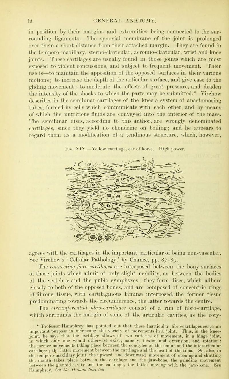 in position by their margins and extremities being connected to the sur- rounding ligaments. The synovial membrane of the joint is prolonged over them a short distance from their attached margin. They are found in the temporo-maxillary, sterno-clavicular, acromio-clavicular. wrist and knee joints. These cartilages are usually found in those joints which are most exposed to violent concussions, and subject to frequent movement. Their use is—to maintain the apposition of the opposed surfaces in their various motions; to increase the depth of the articular surface, and give ease to the gliding movement; to moderate the effects of great pressure, and deaden the intensity of the shocks to which the parts may be submitted.* Virchow describes in the semilunar cartilages of the knee a system of anastomosing tubes, formed by cells which communicate with each other, and by means of which the nutritious fluids are conveyed into the interior of the mass. The semilunar discs, according to this author, are wrongly denominated cartilages, since they yield no chondrine on boiling; and he appears to regard them as a modification of a tendinous structure, which, however, Fii.. XIX.—Yellow cartilage, ear oflior.se. High power. agrees with the cartilages in the important particular of being non-vascular. See Virchow's ' Cellular Pathology.' by Chance, pp. 87-89. The timrieblfagjibfo-cartilages are interposed between tin- bony surfaces of those joints which admit of only slight mobility, as between the bodie s of the vertebra' and the pubic symphyses : they form discs, which adhere closely to both of the opposed bones, ami arc composed of concentric rings of fibrous tissue, with cartilaginous lamina1 interposed, the former tissue predominating towards the circumference, the latter towards the centre. The circumferential fibro-cnrtilages consist of a rim of fibro-cartilage, which surrounds the margin of some of the articular cavities, as the cotv- * Professor Humphrey has pointed out that these inarlicular libro-oariilages ser\e an important purpose in increasing the variety of movements in a joint. Thus, in the knee- joint, he says that the cartilage allows of two varieties of movement, in a lunge joint, in which only one would otherwise exist : namely, flexion and extension, and rotation : the former movements taking place between the condyles of the femur and the interarticular cartilage ; tlje latter movement bet .veen the cartilage and the head of the tibia. So, also, in the temporo-maxillary joint, the upward and downward movement of opening and shutting the mouth takes place between the cartilage and the jaw-bone, the grinding movement between the glenoid cavity and the cartilage, the latter moving with the jaw-lxmc. See lliunphrev, Oil '/<>■ aiaitan Skeleton,