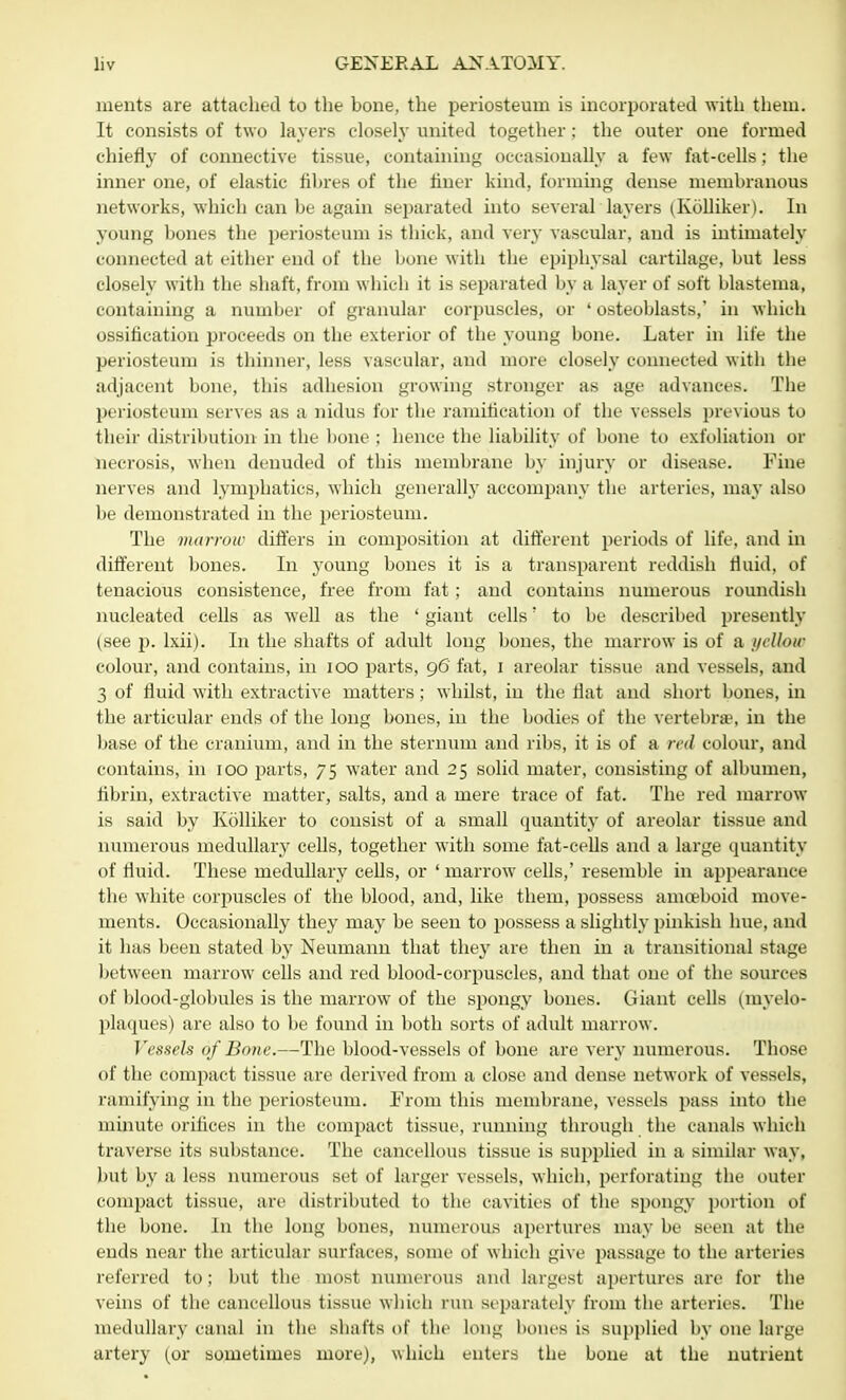 merits are attached to the bone, the periosteum is incorporated with them. It consists of two layers closely united together : the outer one formed chiefly of connective tissue, containing occasionally a few fat-cells; the inner one, of elastic fibres of the finer kind, forming dense membranous networks, which can be again separated into several layers (Kolliker). In young bones the periosteum is thick, and very vascular, and is intimately connected at either end of the bone with the epiphysal cartilage, but less closely with the shaft, from which it is separated by a layer of soft blastema, containing a number of granular corpuscles, or 4 osteoblasts,' in which ossification proceeds on the exterior of the young bone. Later in life the periosteum is thinner, less vascular, and more closely connected with the adjacent bone, this adhesion growing stronger as age advances. The periosteum serves as a nidus for the ramification of the vessels previous to their distribution in the bone ; hence the liability of bone to exfoliation or necrosis, when denuded of this membrane by injury or disease. Fine nerves and lymphatics, which generally accompany the arteries, may also be demonstrated in the periosteum. The marrow differs in composition at different periods of life, and in different bones. In young bones it is a transparent reddish fluid, of tenacious consistence, free from fat; and contains numerous roundish nucleated cells as well as the ' giant cells' to be described presently (see p. lxii). In the shafts of adult long bones, the marrow is of a yellow colour, and contains, in 100 parts, 96' fat, 1 areolar tissue and vessels, and 3 of fluid with extractive matters; whilst, in the fiat and short bones, in the articular ends of the long bones, in the bodies of the vertebrae, in the base of the cranium, and in the sternum and ribs, it is of a red colour, and contains, in 100 parts, 75 water and 25 solid mater, consisting of albumen, fibrin, extractive matter, salts, and a mere trace of fat. The red marrow is said by Kolliker to consist of a small quantity of areolar tissue and numerous medullary cells, together with some fat-cells and a large quantity of fluid. These medullary cells, or ' marrow cells,' resemble in appearance the white corpuscles of the blood, and, like them, possess amoeboid move- ments. Occasionally they may be seen to possess a slightly pinkish hue, and it has been stated by Neumann that they are then in a transitional stage between marrow cells and red blood-corpuscles, and that one of the sources of blood-globules is the marrow of the spongy bones. Giant cells (myelo- plaques) are also to be found in both sorts of adult marrow. Vessels of Bone.—The blood-vessels of bone are very numerous. Those of the compact tissue are derived from a close and dense network of vessels, ramifying in the periosteum. From this membrane, vessels pass into the minute orifices in the compact tissue, running through the canals which traverse its substance. The cancellous tissue is supplied in a similar way, but by a less numerous set of larger vessels, which, perforating the outer compact tissue, are distributed to the cavities of the spongy portion of the bone, in the long bones, numerous apertures may be seen at the ends near the articular surfaces, some of which give passage to the arteries referred to; but the most numerous and largest apertures are for the veins of the cancellous tissue which run separately from the arteries. The medullary canal in the shafts of th( long bones is supplied by one large artery (or sometimes more), which enters the bone at the nutrient