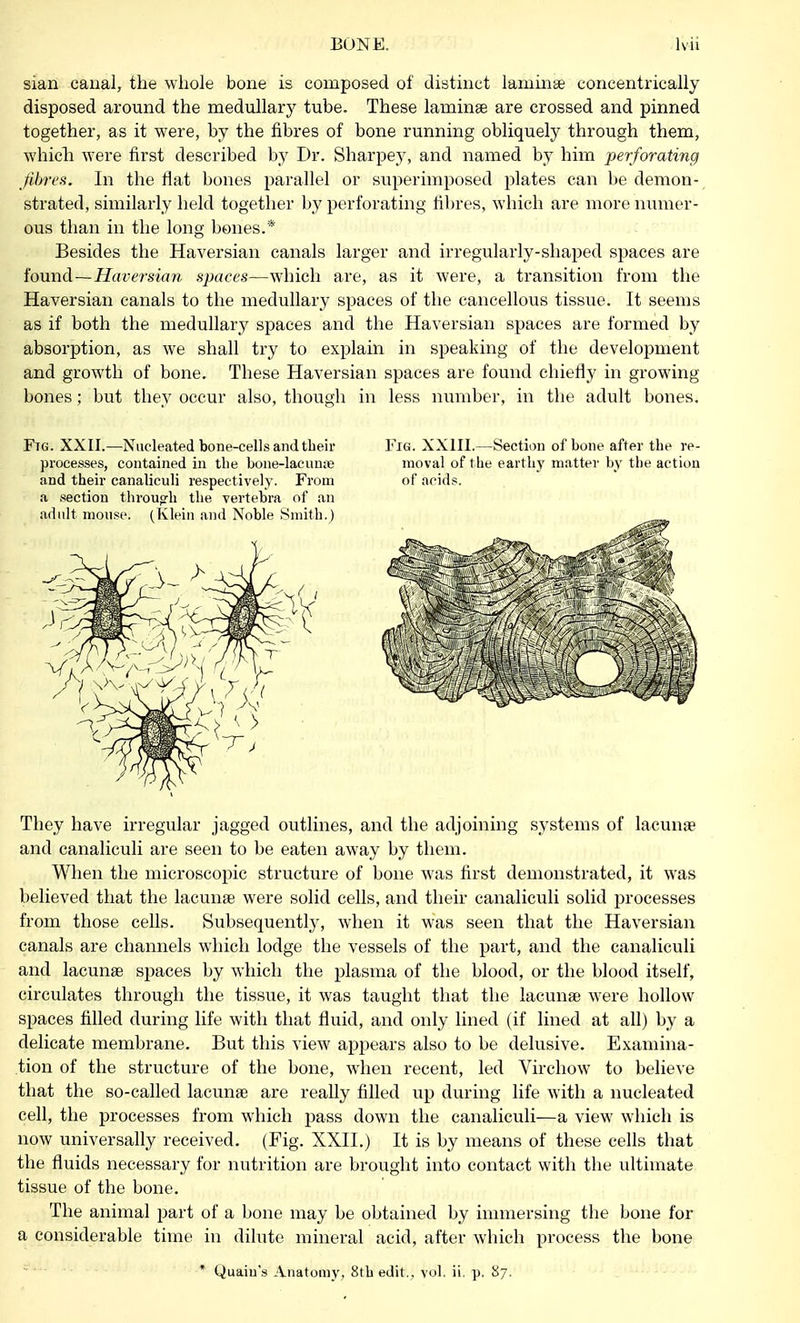 sian canal, the whole bone is composed of distinct laminae concentrically disposed around the medullary tube. These laminae are crossed and pinned together, as it were, by the fibres of bone running obliquely through them, which were first described by Dr. Sharpey, and named by him perforating fibres. In the flat bones parallel or superimposed plates can be demon- strated, similarly held together by perforating fibres, which are more numer- ous than in the long bones.* Besides the Haversian canals larger and irregularly-shaped spaces are found—Haversian spaces—which are, as it were, a transition from the Haversian canals to the medullary spaces of the cancellous tissue. It seems as if both the medullary spaces and the Haversian spaces are formed by absorption, as we shall try to explain in speaking of the development and growth of bone. These Haversian spaces are found chiefly in growing bones; but they occur also, though in less number, in the adult bones. Ftg. XXII.—Nucleated bone-cells and their processes, contained in the bone-lacunte and their canaliculi respectively. From a section through the vertebra of an adult mouse. (Klein and Noble Smith.) Fig. XXIII.—Section of bone after the re- moval of the earthy matter by the action of acids. They have irregular jagged outlines, and the adjoining systems of lacuna? and canaliculi are seen to be eaten away by them. When the microscopic structure of bone was first demonstrated, it was believed that the lacunae were solid cells, and their canaliculi solid processes from those cells. Subsequently, when it was seen that the Haversian canals are channels which lodge the vessels of the part, and the canaliculi and lacunae spaces by which the plasma of the blood, or the blood itself, circulates through the tissue, it was taught that the lacunae were hollow spaces filled during life with that fluid, and only lined (if lined at all) by a delicate membrane. But this view appears also to be delusive. Examina- tion of the structure of the bone, when recent, led Virchow to believe that the so-called lacunae are really filled up during life with a nucleated cell, the processes from which pass down the canaliculi—a view which is now universally received. (Fig. XXII.) It is by means of these cells that the fluids necessary for nutrition are brought into contact with the ultimate tissue of the bone. The animal part of a bone may be obtained by immersing the bone for a considerable time in dilute mineral acid, after which process the bone * Quaiu's Anatomy, 8th edit., vol, ii. p. 87.