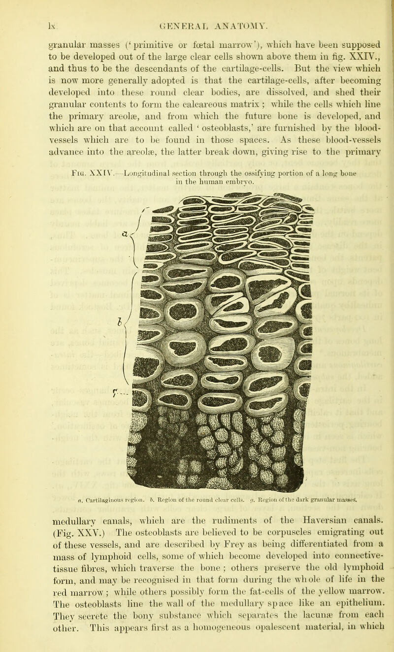 granular masses ('.primitive or foetal marrow'j, which have heen supposed to be developed out of the large clear cells shown above them in tig. XXIV., and thus to be the descendants of the cartilage-cells. But the view which is now more generally adopted is that the cartilage-cells, after becoming developed into these round clear bodies, are dissolved, and shed then- granular contents to form the calcareous matrix ; while the cells which line the primary areohe, and from which the future bone is developed, and which are on that account called ' osteoblasts,' are furnished by the blood- vessels which are to be found in those spaces. As these blood-vessels advance into the areohe, the latter break down, giving rise to the primary Flu. XXTV. 'Longitudinal section through the ossifying portion of a long bone in tlit- human embryo. n. Cartilaginous region. B. Region of the round clear cells. ;;. Region of the dark granular massei medullary canals, which are the rudiments of the Haversian canals. (Fig. XXV.) The osteoblasts are believed to be corpuscles emigrating out of these vessels, and are described by Frey as being differentiated from a mass of lymphoid cells, some of which become developed into connective- tissue fibres, which traverse the hone ; others preserve the old lymphoid form, and may be recognised in thai form during the whole of life in the red marrow; while others possibly form the fat-cells of the yellow marrow. The osteoblasts line the wall of the medullary space like an epithelium. They secrete the bony substance which separates the lacuna' from each other. This appears first as a homogeneous opalescent material, in which