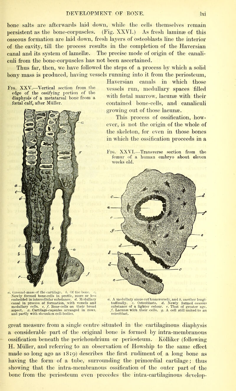 bone salts are afterwards laid down, while the cells themselves remain jjersistent as the bone-corpuscles. (Fig. XXVI.) As fresh laminae of this osseous formation are laid down, fresh layers of osteoblasts line the interior of the cavity, till the process results in the completion of the Haversian canal and its system of lamellae. The precise mode of origin of the canali- culi from the bone-corpuscles has not been ascertained. Thus far, then, we have followed the steps of a process by which a solid bony mass is produced, having vessels running into it from the periosteum, Haversian canals in which those Fig. XXV.—Vertical section from the edge of the ossifying portion of the diaphysis of a metatarsal bone from a fcetal calf, after Miiller. vessels run, medullary spaces filled with foetal marrow, lacunae with their contained bone-cells, and canaliculi growing out of those lacuna?. This process of ossification, how- ever, is not the origin of the whole of the skeleton, for even in those bones in which the ossification proceeds in a Fig. XXVI.—Transverse section from the femur of a human embryo about eleven weeks old. .<; round-mass of the cartilage, ft. Of the bom1. <-. Newly formed bone-cells in profile, more or less embedded in intercellular substance, d. Medullary canal in process of formation, with vessels and medullary cells, e, f. Bone-cells on their broad aspect, q. Cartilage-capsules arranged in rows, and partly with shrunken cell-bodies. . A medullary sinus cut'transversely, and ft, another longi- tudinally, c. Osteoblasts, d. Newly formed osseous substance of a lighter colour, f. That of greater age. if. Lacuna? with their cells. <j. A cell still united to an osteoblast. great measure from a single centre situated in the cartilaginous diaphysis a considerable part of the original bone is formed by intra-membranous ossification beneath the perichondrium or periosteum. Kolliker (following H. Miiller, and referring to an observation of Howship to the same effect made so long ago as 1819) describes the first rudiment of a long bone as having the form of a tube, surrounding the primordial cartilage; thus showing that the intra-membranous ossification of the outer part of the bone from the periosteum even precedes the intra-cartilaginous develop-