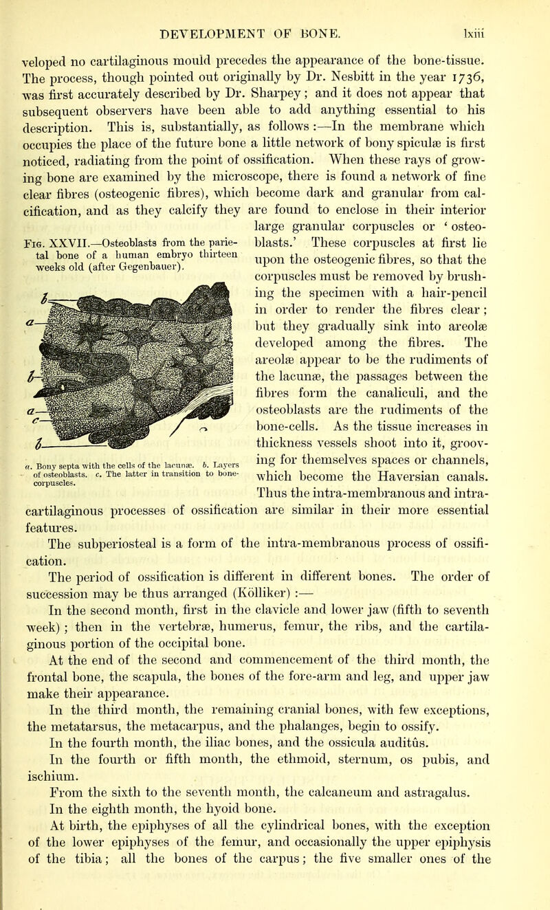 Fig. XXVII.—Osteoblasts from the parie- tal bone of a human embryo thirteen weeks old (after Gegenbauer). veloped no cartilaginous mould precedes the appearance of the bone-tissue. The process, though pointed out originally by Dr. Nesbitt in the year 1736, was first accurately described by Dr. Sharpey; and it does not appear that subsequent observers have been able to add anything essential to his description. This is, substantially, as follows :—In the membrane which occupies the place of the future bone a little network of bony spiculae is first noticed, radiating from the point of ossification. When these rays of grow- ing bone are examined by the microscope, there is found a network of fine clear fibres (osteogenic fibres), which become dark and granular from cal- cification, and as they calcify they are found to enclose in then interior large granular corpuscles or ' osteo- blasts.' These corpuscles at first lie upon the osteogenic fibres, so that the corpuscles must be removed by brush- ing the specimen with a hair-pencil in order to render the fibres clear; but they gradually sink into areolae developed among the fibres. The areolae appear to be the rudiments of the lacunae, the passages between the fibres form the canaliculi, and the osteoblasts are the rudiments of the bone-cells. As the tissue increases in thickness vessels shoot into it, groov- ing for themselves spaces or channels, which become the Haversian canals. Thus the infra-membranous and intra- cartilaginous processes of ossification are similar in their more essential features. The subperiosteal is a form of the intra-membranous process of ossifi- cation. The period of ossification is different in different bones. The order of succession may be thus arranged (Kolliker) :— In the second month, first in the clavicle and lower jaw (fifth to seventh week) ; then in the vertebrae, humerus, femur, the ribs, and the cartila- ginous portion of the occipital bone. At the end of the second and commencement of the third month, the frontal bone, the scapula, the bones of the fore-arm and leg, and upper jaw make their appearance. In the third month, the remaining cranial bones, with few exceptions, the metatarsus, the metacarpus, and the phalanges, begin to ossify. In the fourth month, the iliac bones, and the ossicula auditus. In the fourth or fifth month, the ethmoid, sternum, os pubis, and ischium. From the sixth to the seventh month, the calcaneum and astragalus. In the eighth month, the hyoid bone. At birth, the epiphyses of all the cylindrical bones, with the exception of the lower epiphyses of the femur, and occasionally the upper epiphysis of the tibia; all the bones of the carpus; the five smaller ones of the . Bony septa with the cells of the lacunae. 6. Layers of osteoblasts, c. The latter in transition to bone- corpuscles.