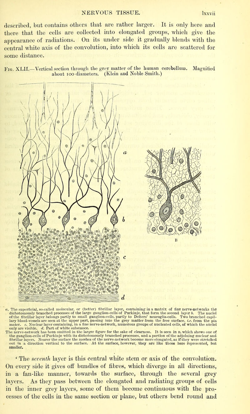 described, but contains others that are rather larger. It is only here and there that the cells are collected into elongated groups, which give the appearance of radiations. On its under side it gradually blends with the central white axis of the convolution, into which its cells are scattered for some distance. Fig. XLII.—Vertical section through the grey matter of the human cerebellum, Magnified about 100 diameters. (Klein and Noble Smith.) a. The superficial, so-called molecular, or (better) fibrillar layer, containing in a matrix of fine nerve-networks the dichotomonsly branched processes of the large ganglion-cells of Purkinje, that form the second layer b. The nuclei of the fibrillar layer belongs partly to small ganglion-cells, partly to Deiters' neuroglia-cells. Two branched capil- lary blood-vessels are seen at the upper part, passing into the grey matter from the free surface, i.e. from the pia mater, c. Nuclear layer containing, in a fine nerve-network, numerous groups of nucleated cells, of which the nuclei only are visible, d. Part of white substance. The nerve-network has been omitted in the larger figure for the sake of clearness. It is seen in B, which shows one of the ganglion-cells of Purkinje with its dichotomonsly branched processes, and a portion of the adjoining nuclear and fibrillar layers. Nearer the surface the meshes of the nerve-network become more elongated, as if they were stretched out in a direction vertical to the surface. At the surface, however, they are like those here represented, but smaller. ' The seventh layer is this central white stem or axis of the convolution. On every side it gives off bundles of fibres, which diverge in all directions, in a fan-like manner, towards the surface, through the several grey layers. As they pass between the elongated and radiating groups of cells in the inner grey layers, some of them become continuous with the pro- cesses of the cells in the same section or plane, but others bend round and